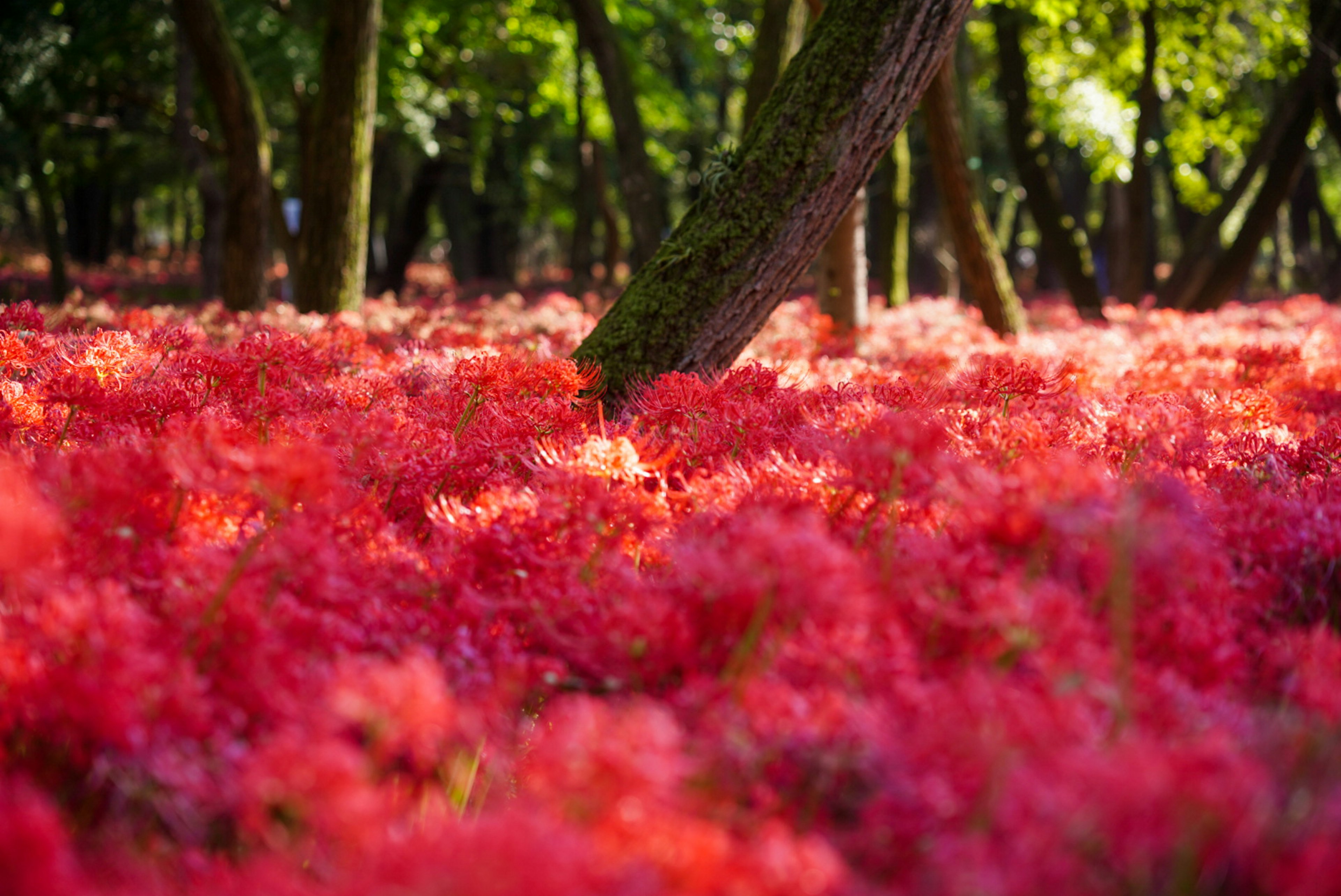 赤い花が咲き誇る森の風景