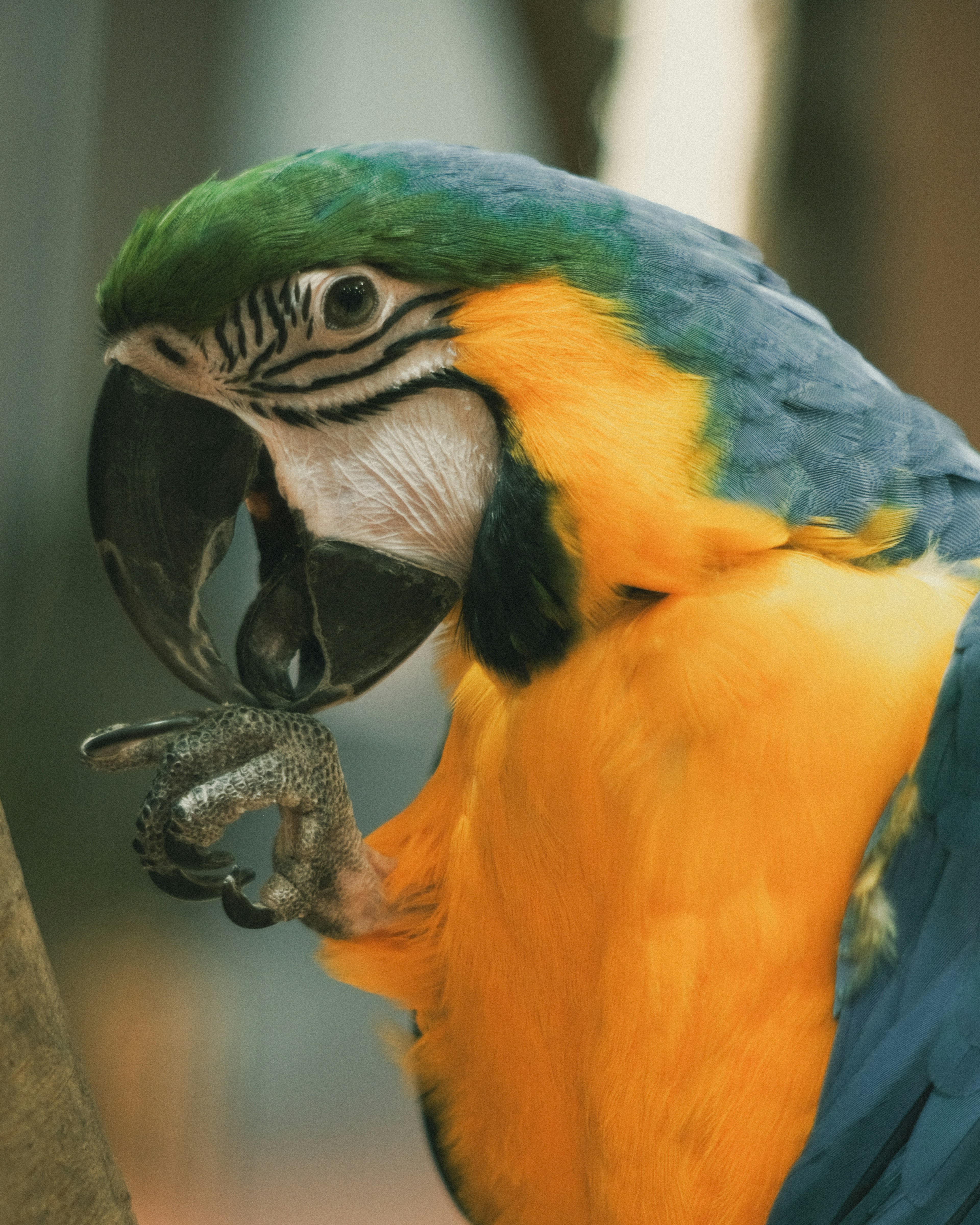 Seekor burung beo dengan bulu biru dan kuning bertengger di dahan