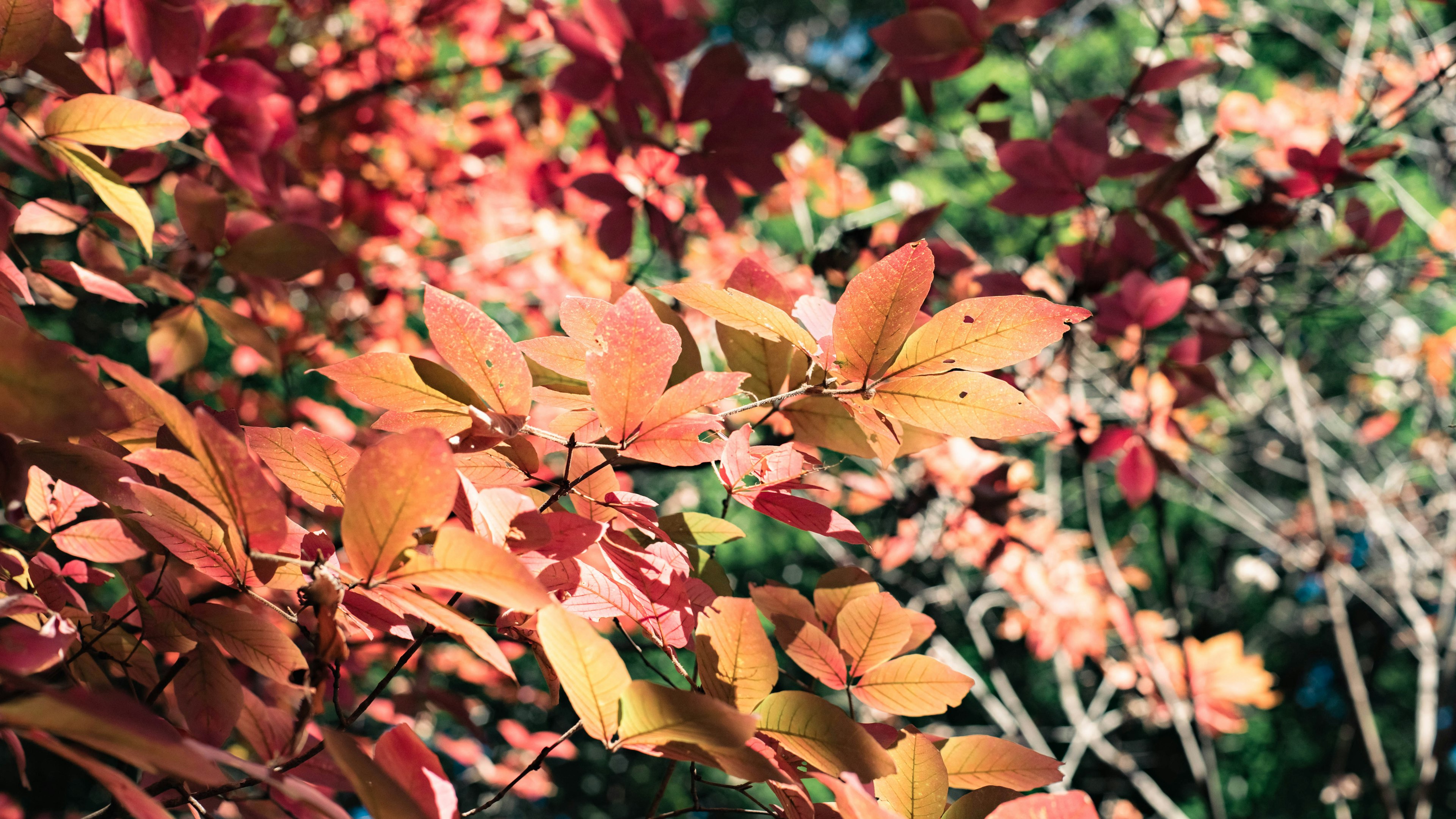 Primo piano di foglie rosse e arancioni vivaci su un ramo d'albero