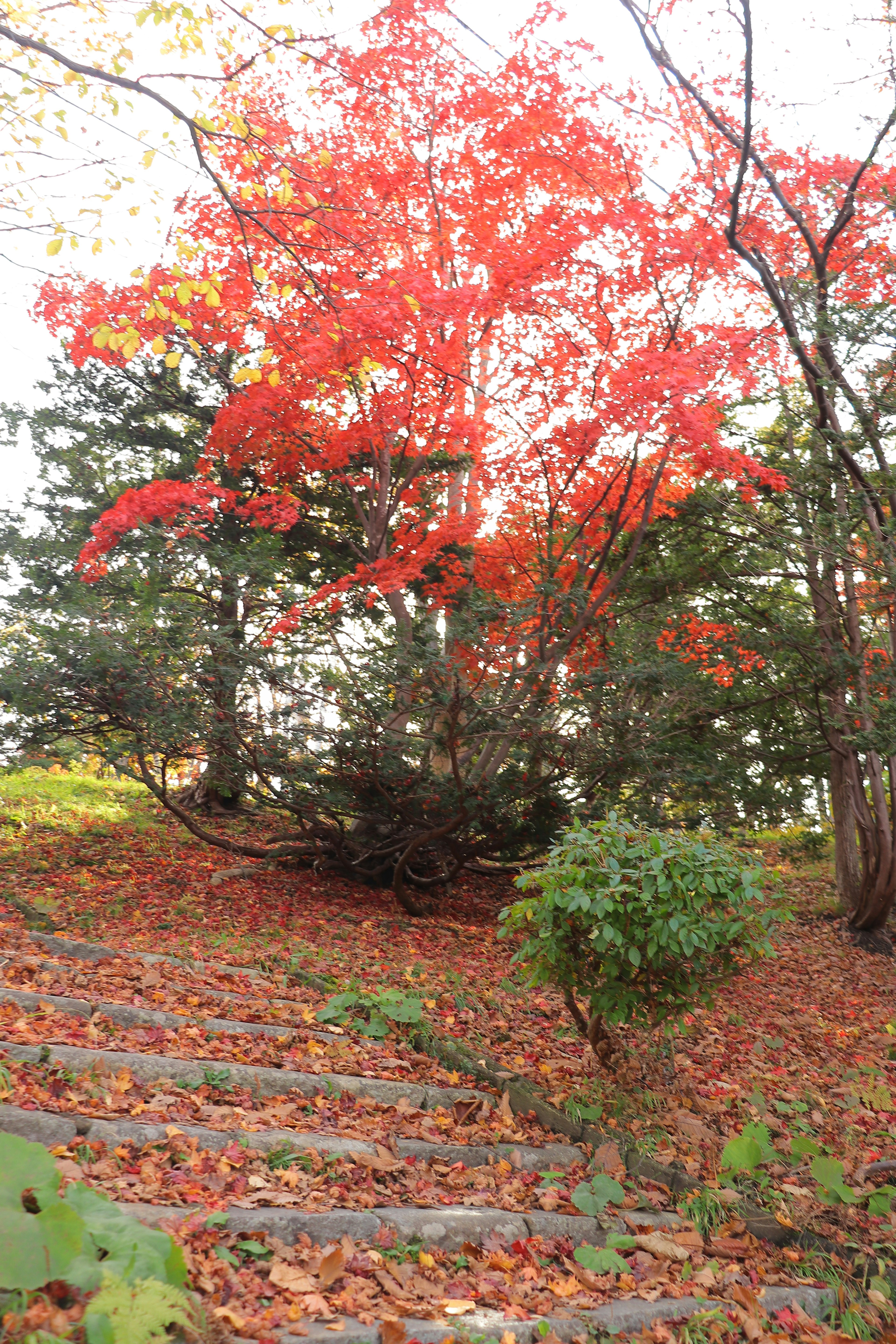 赤い葉の木がある秋の風景