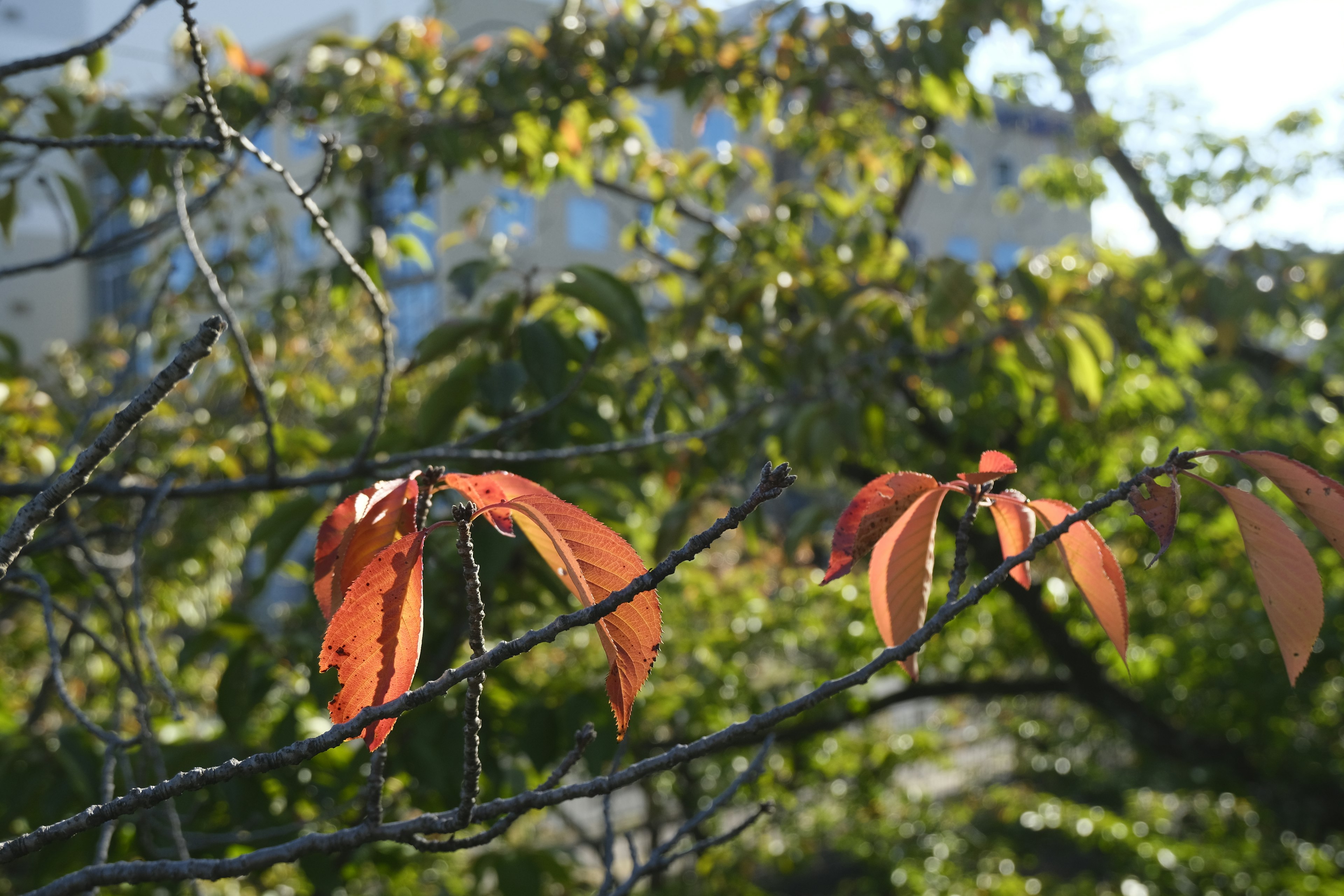 紅葉した葉と緑の葉が混在する木の枝