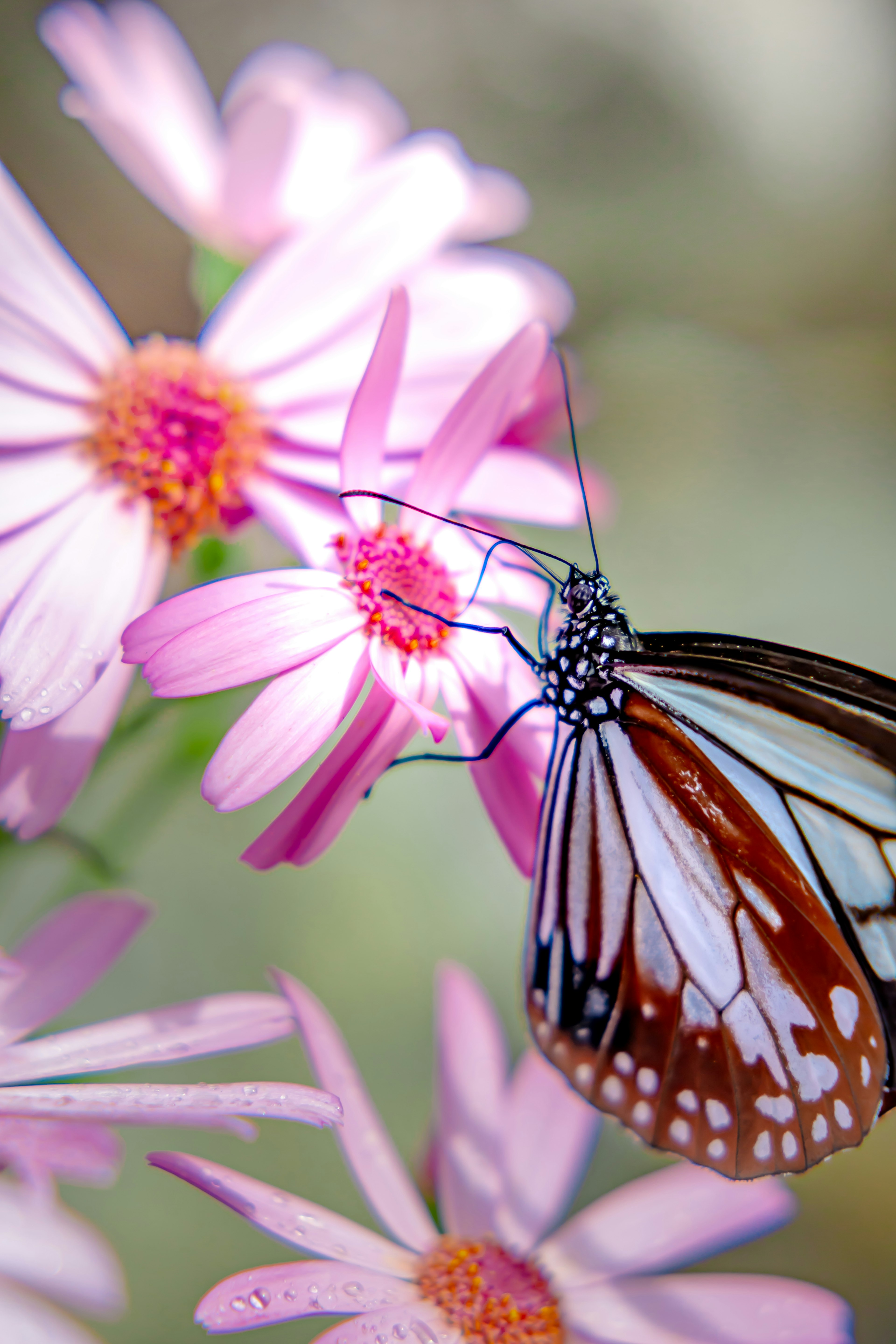 A beautiful butterfly resting on pink flowers