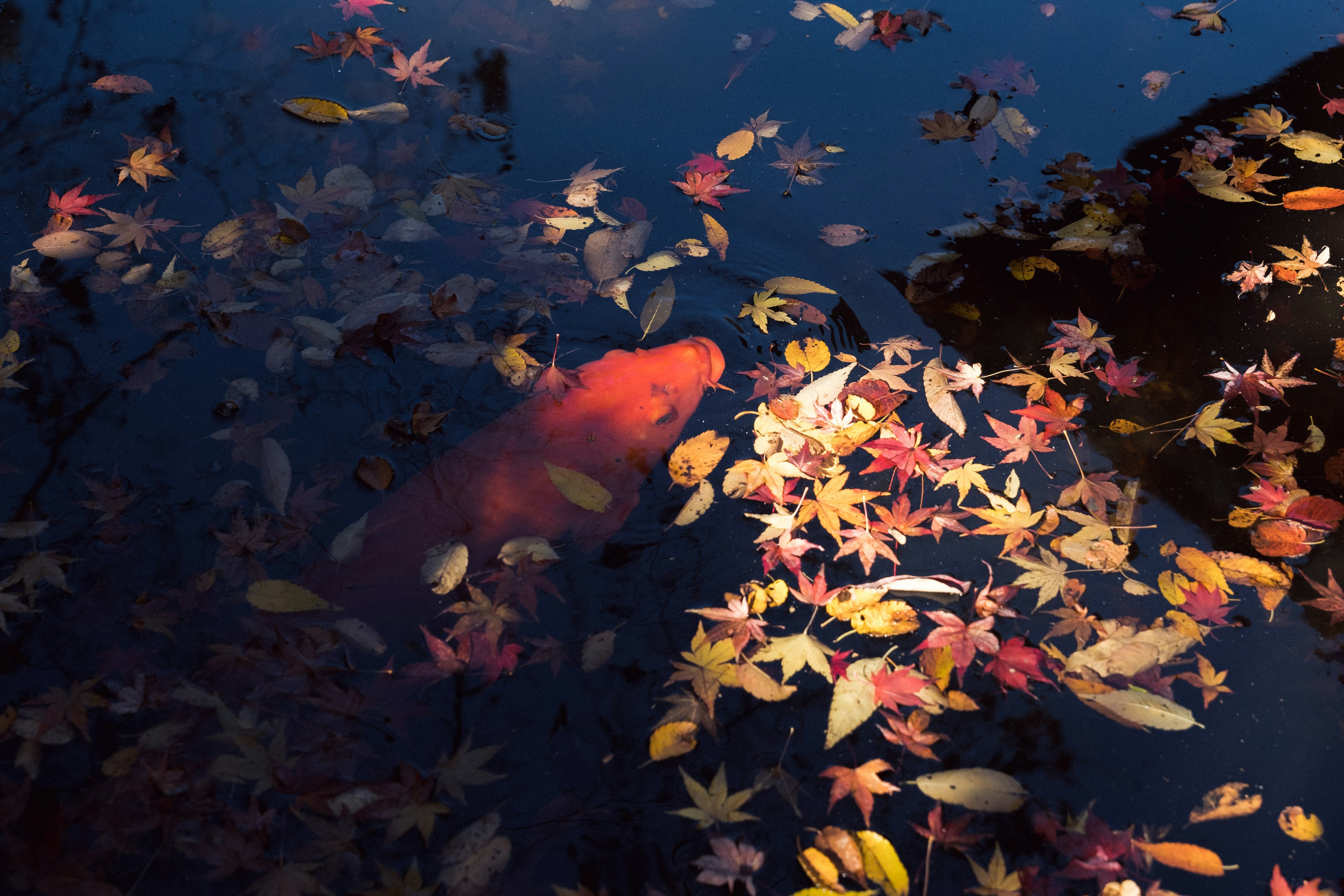 Orange koi fish swimming among colorful autumn leaves