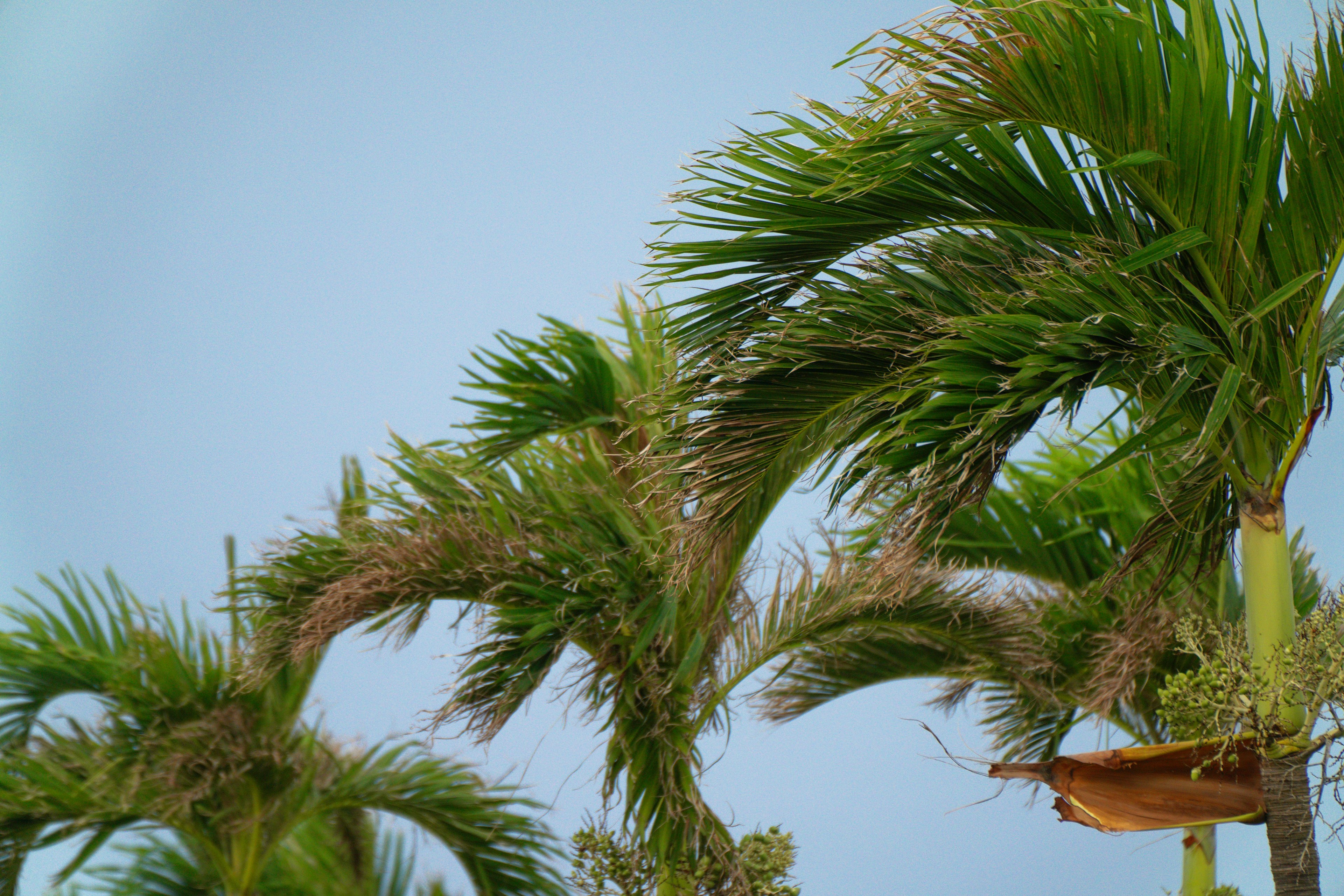 Palm tree leaves swaying in the wind against a blue sky