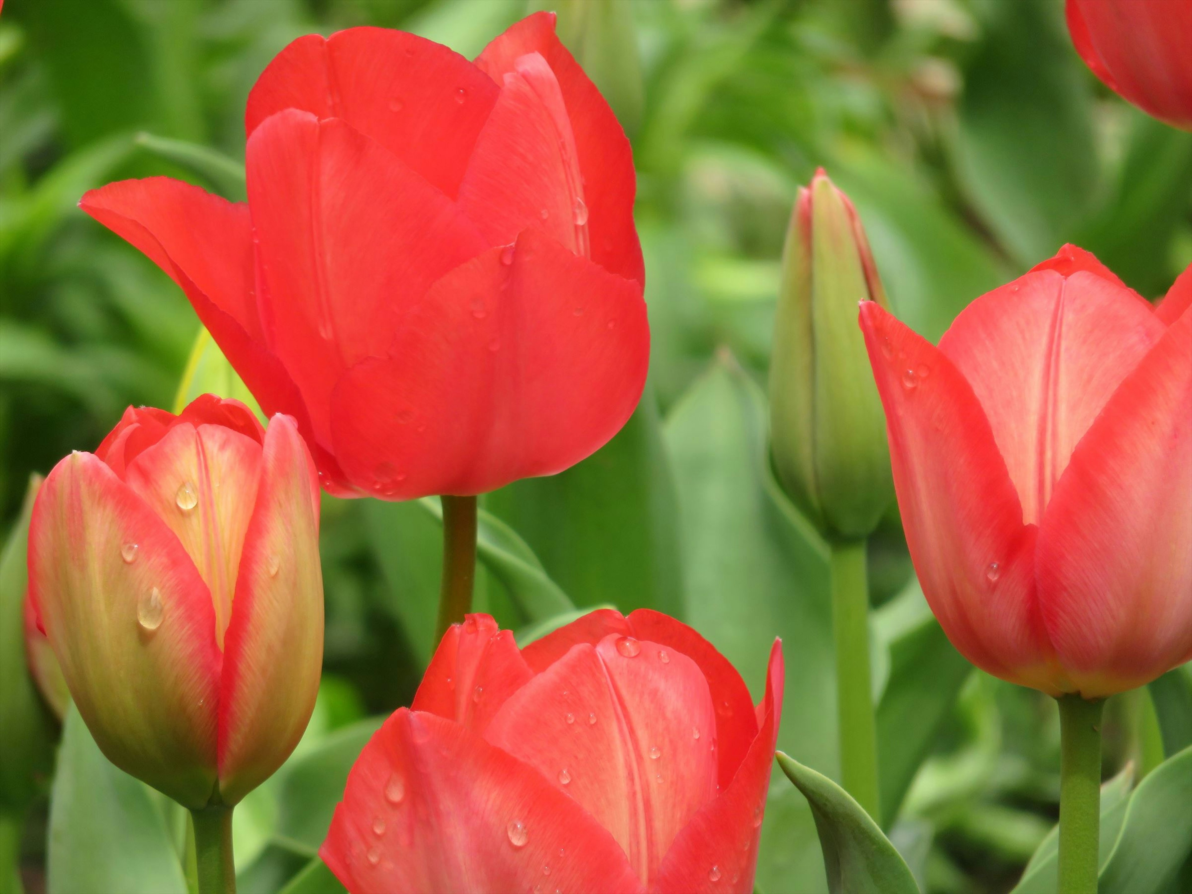 Eine lebendige Darstellung von roten Tulpen in voller Blüte