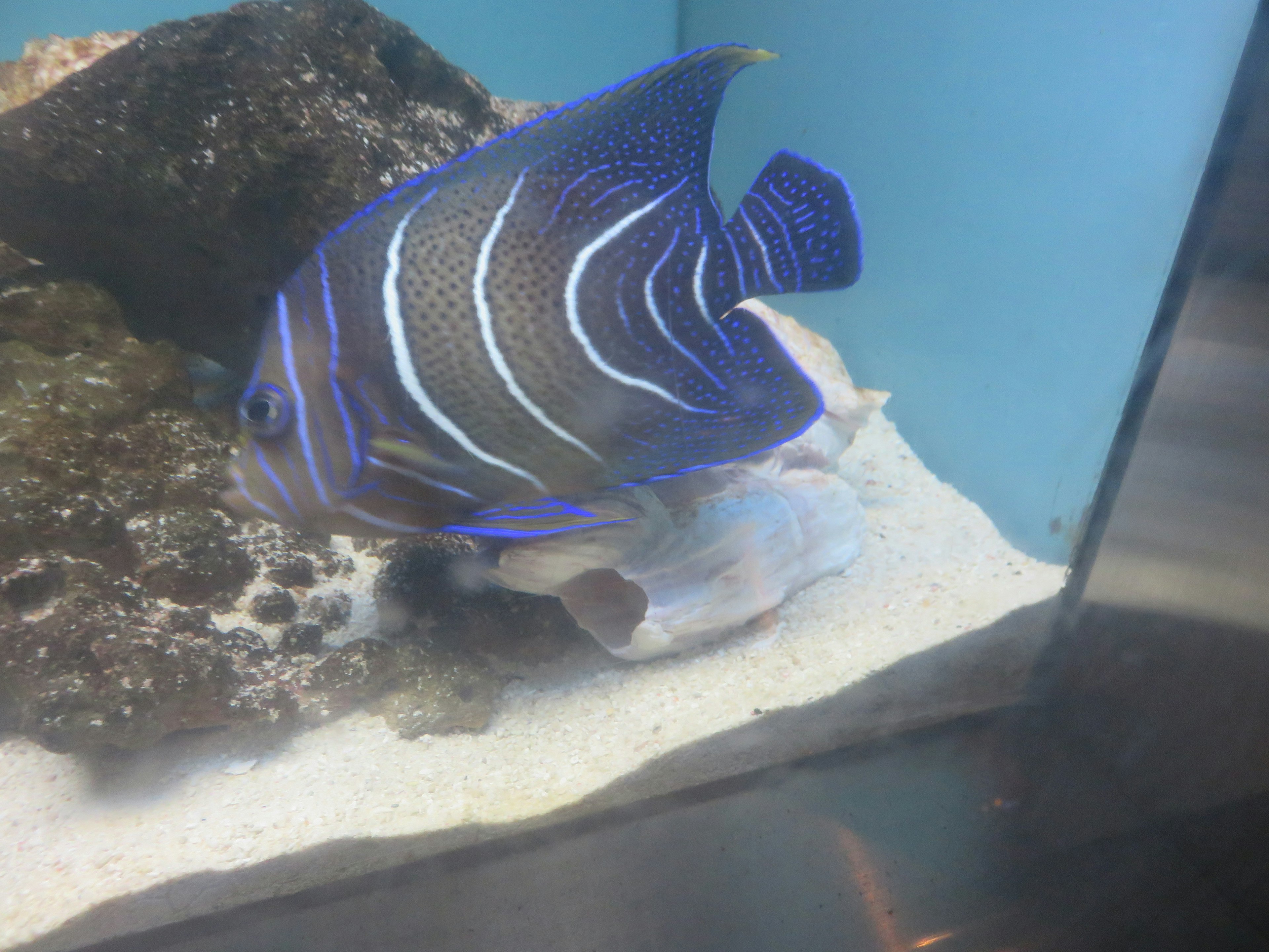 Ein blauer Fisch schwimmt in der Nähe von Korallen in einem Aquarium