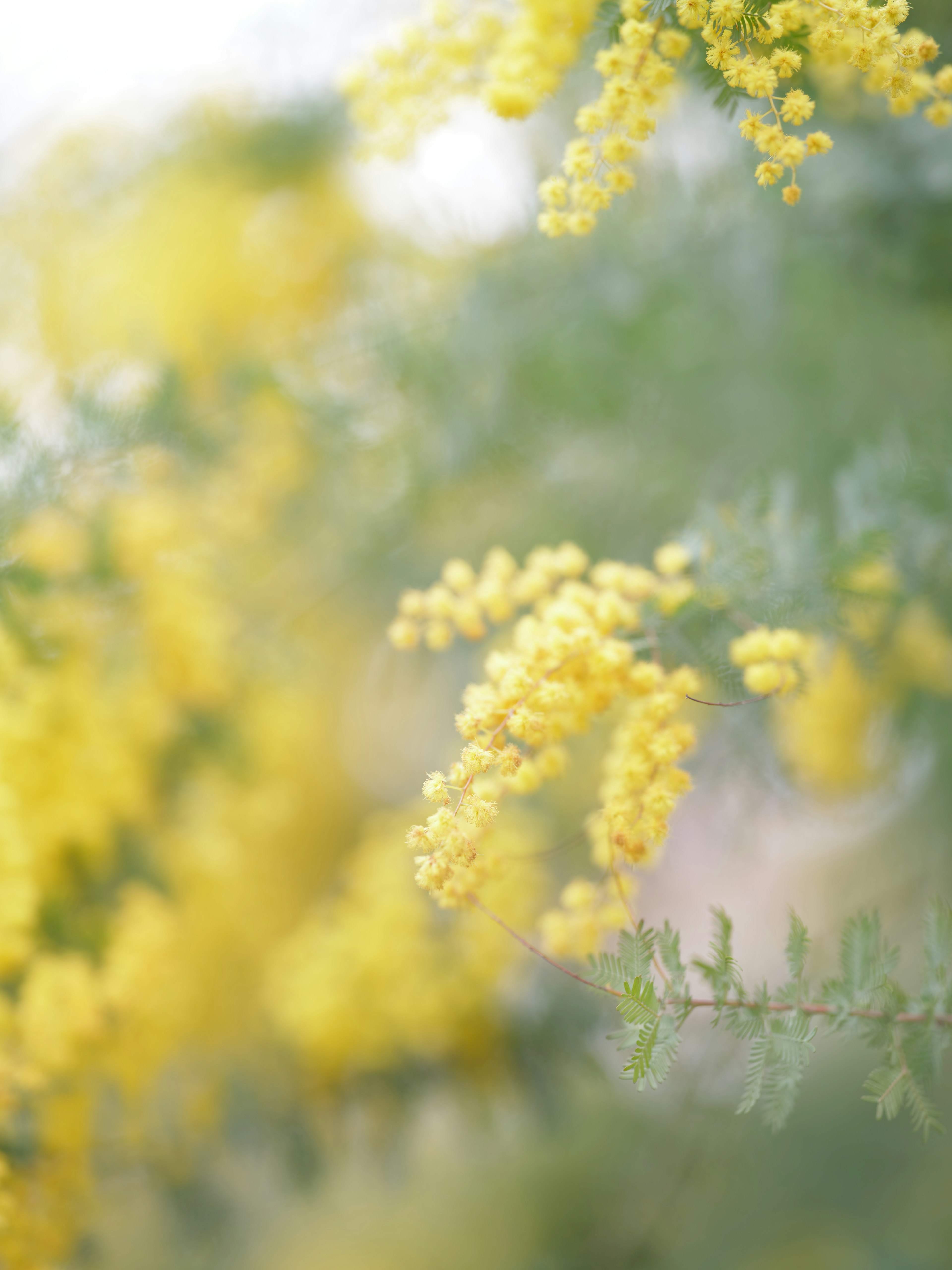 Imagen borrosa de flores de mimosa amarillas en flor