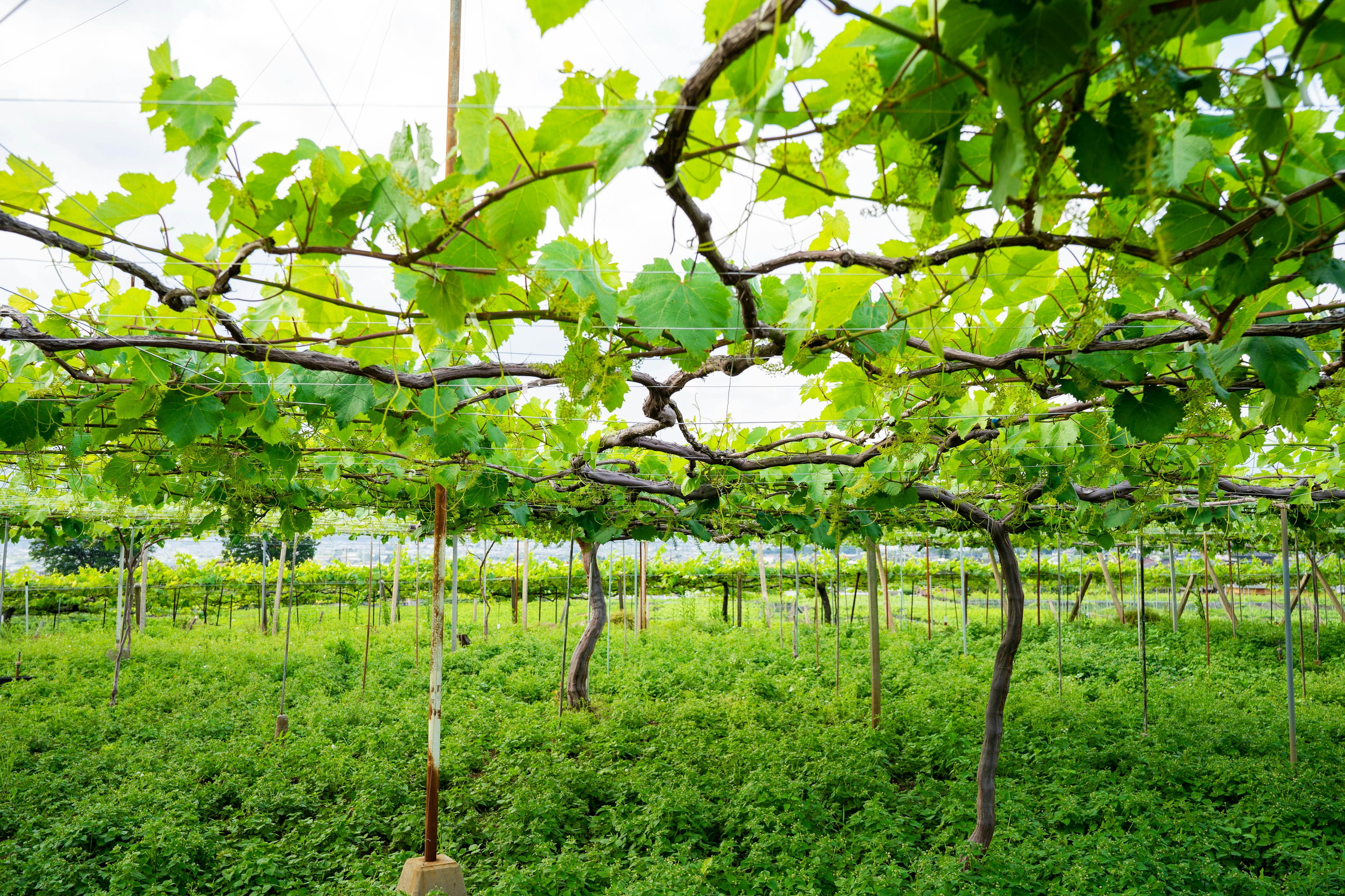 緑の葉が茂るブドウの木が並ぶ農園の風景