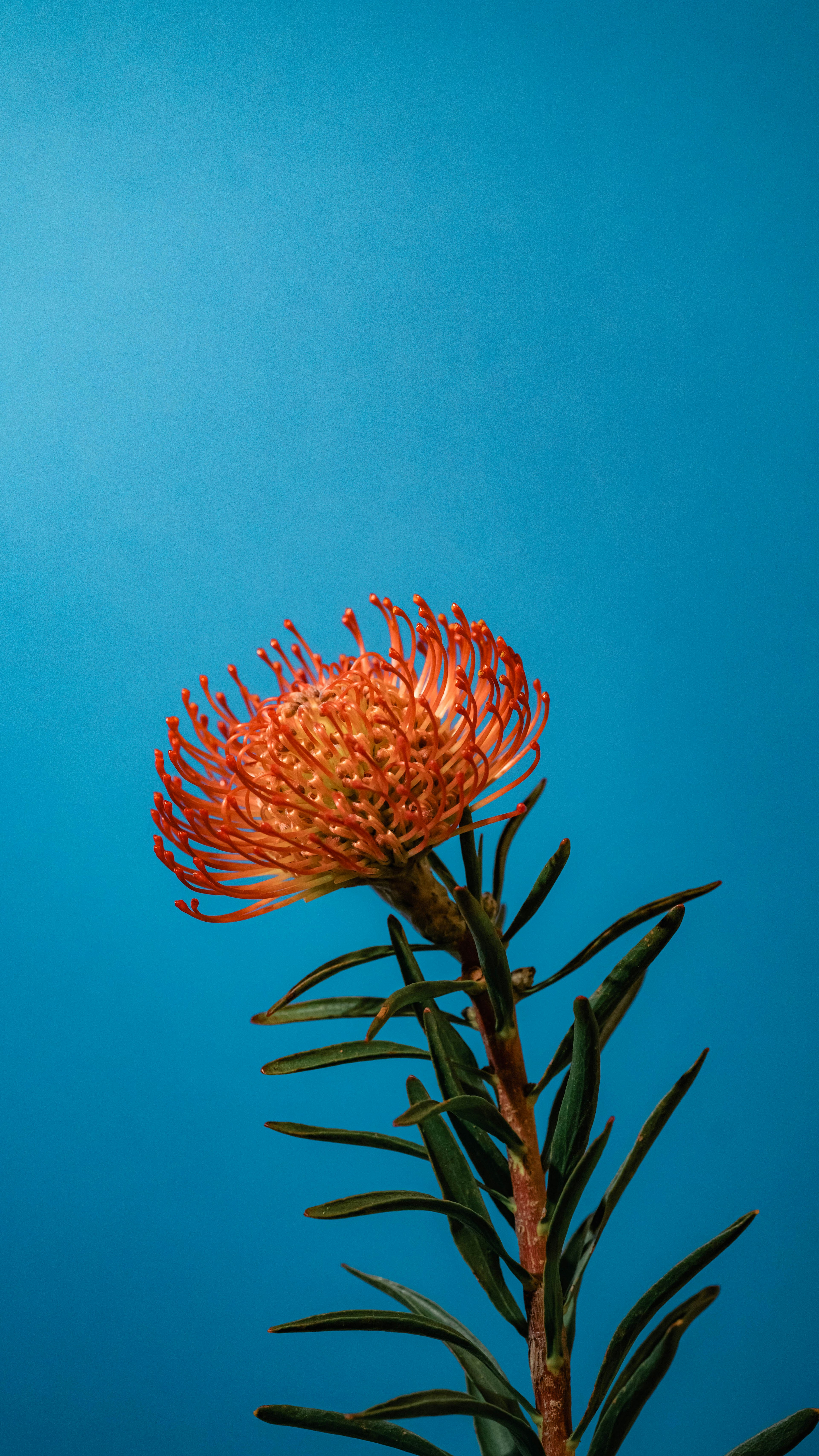 鮮やかな青い背景にオレンジ色の花が咲く植物の画像