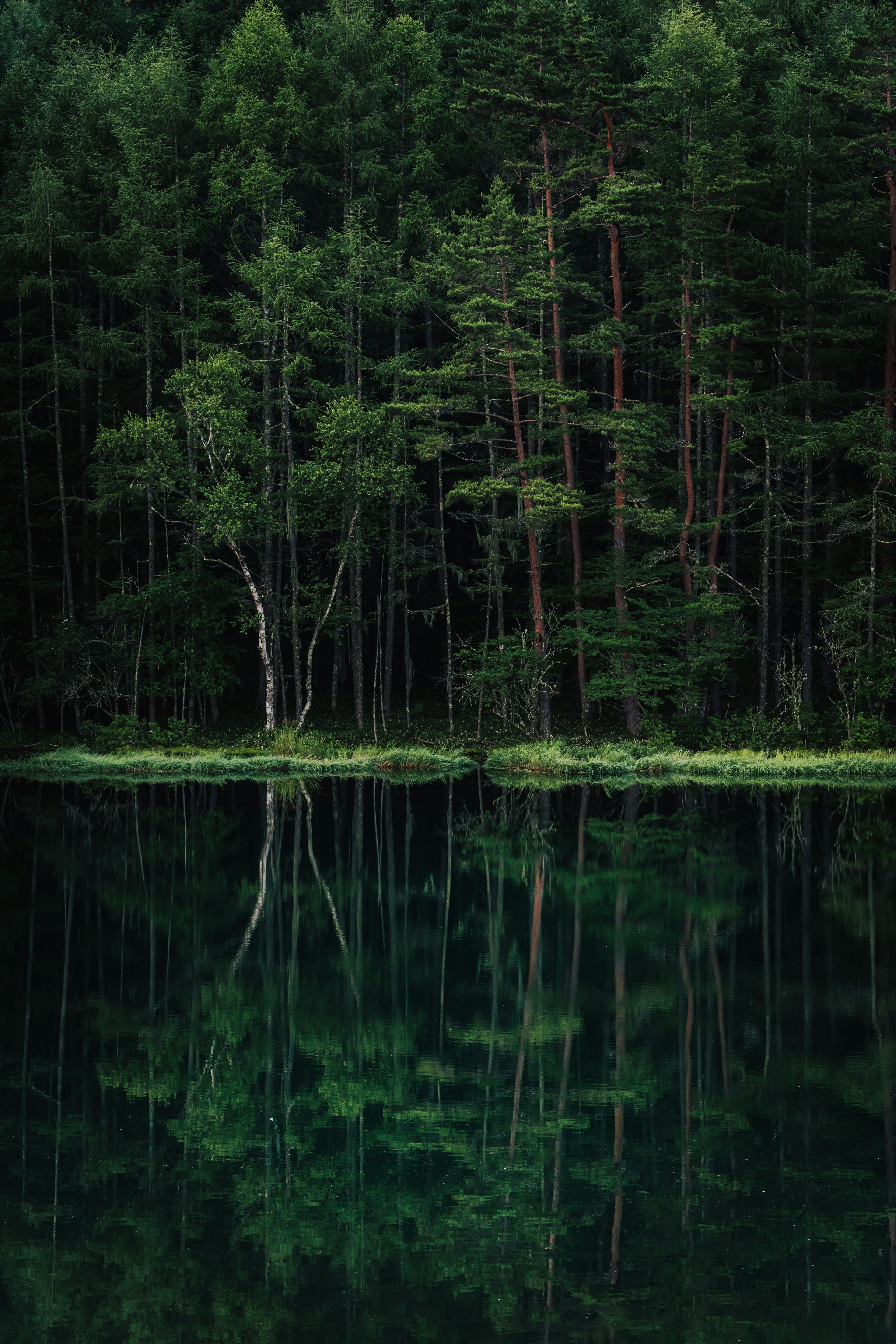 Danau tenang mencerminkan hutan hijau yang rimbun