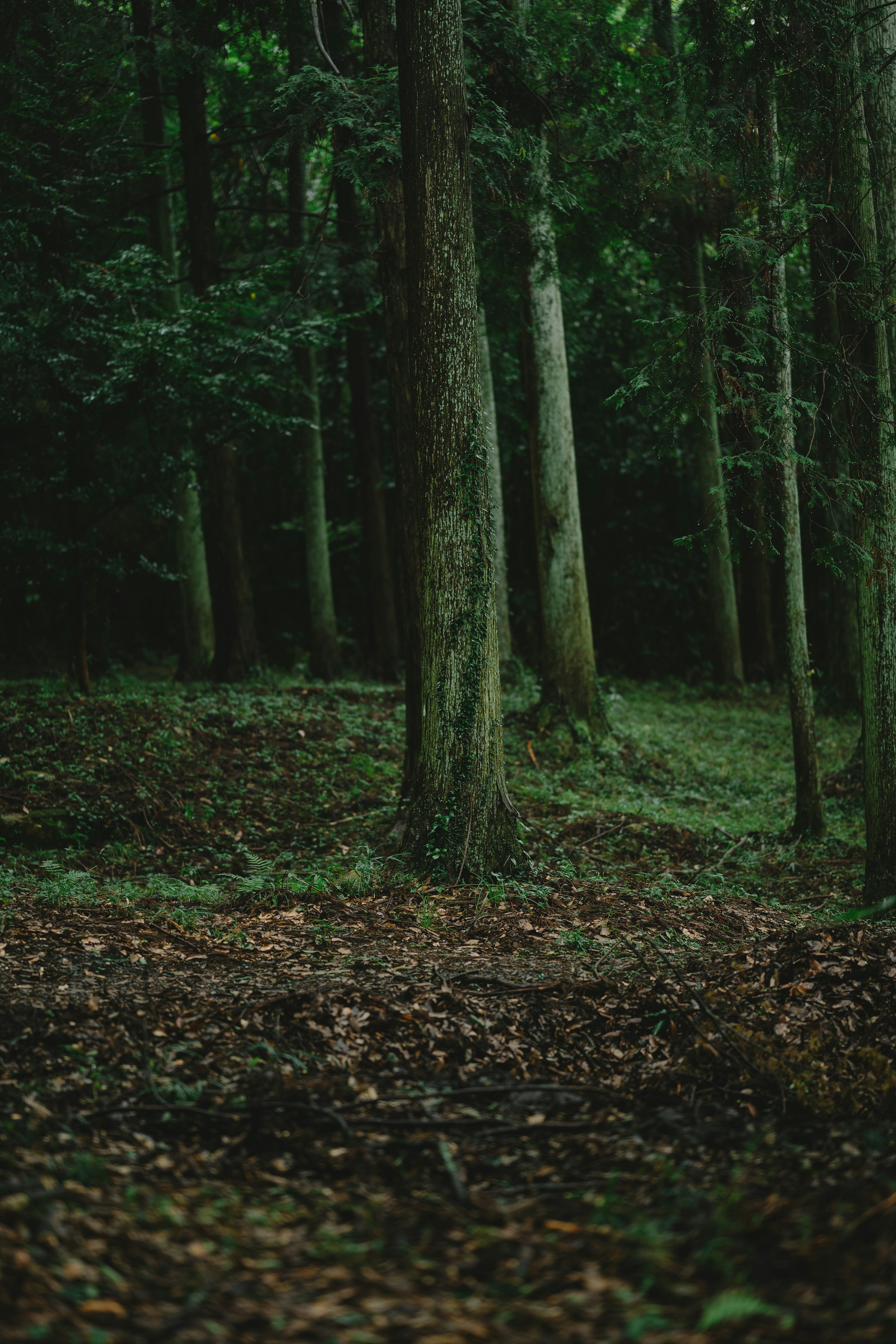 Tall trees in a lush green forest with a ground covered in fallen leaves