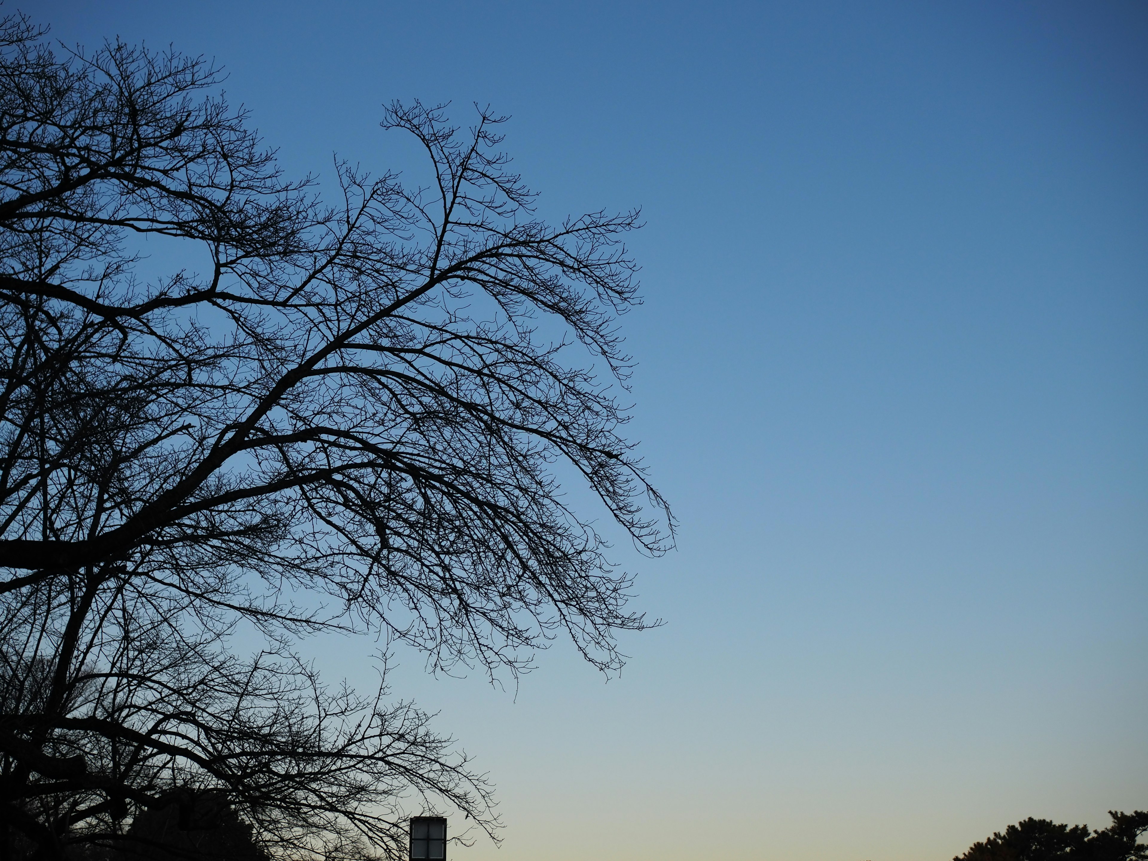 Silhouette di un albero con rami sottili sotto un cielo blu