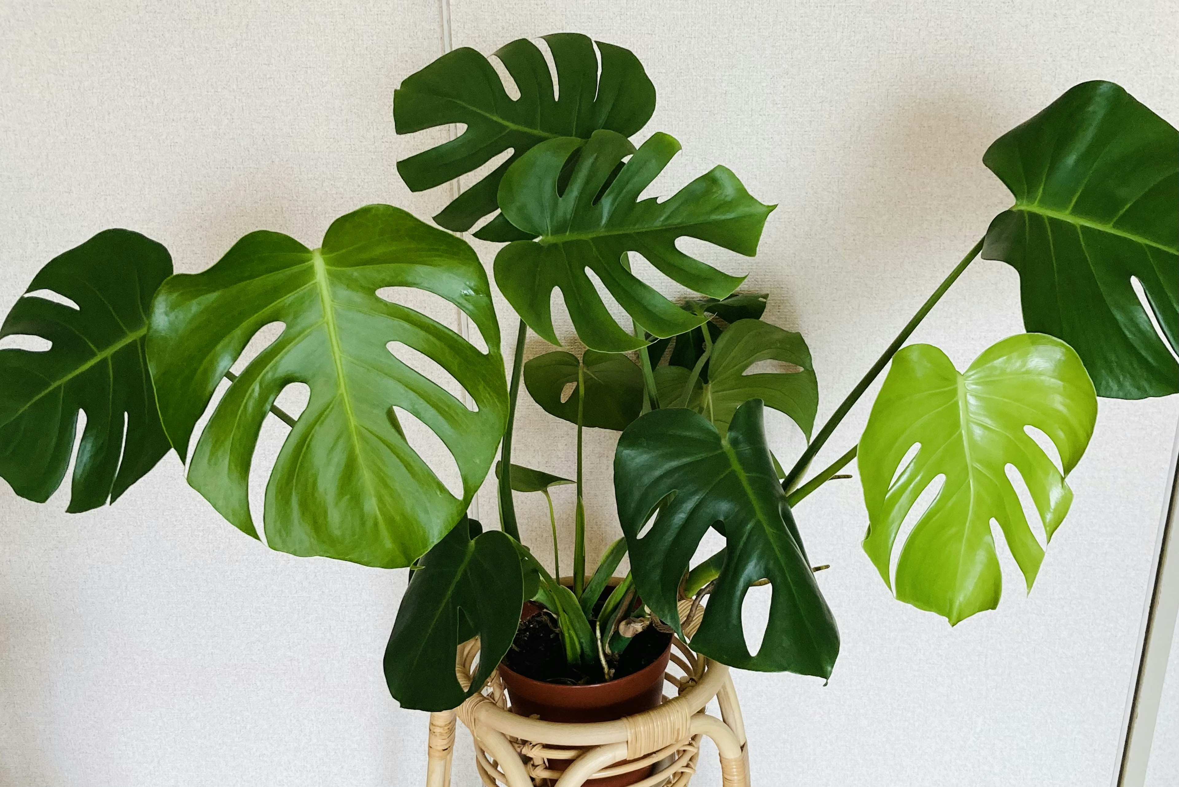 Foto einer Monstera-Pflanze mit markanten Blättern