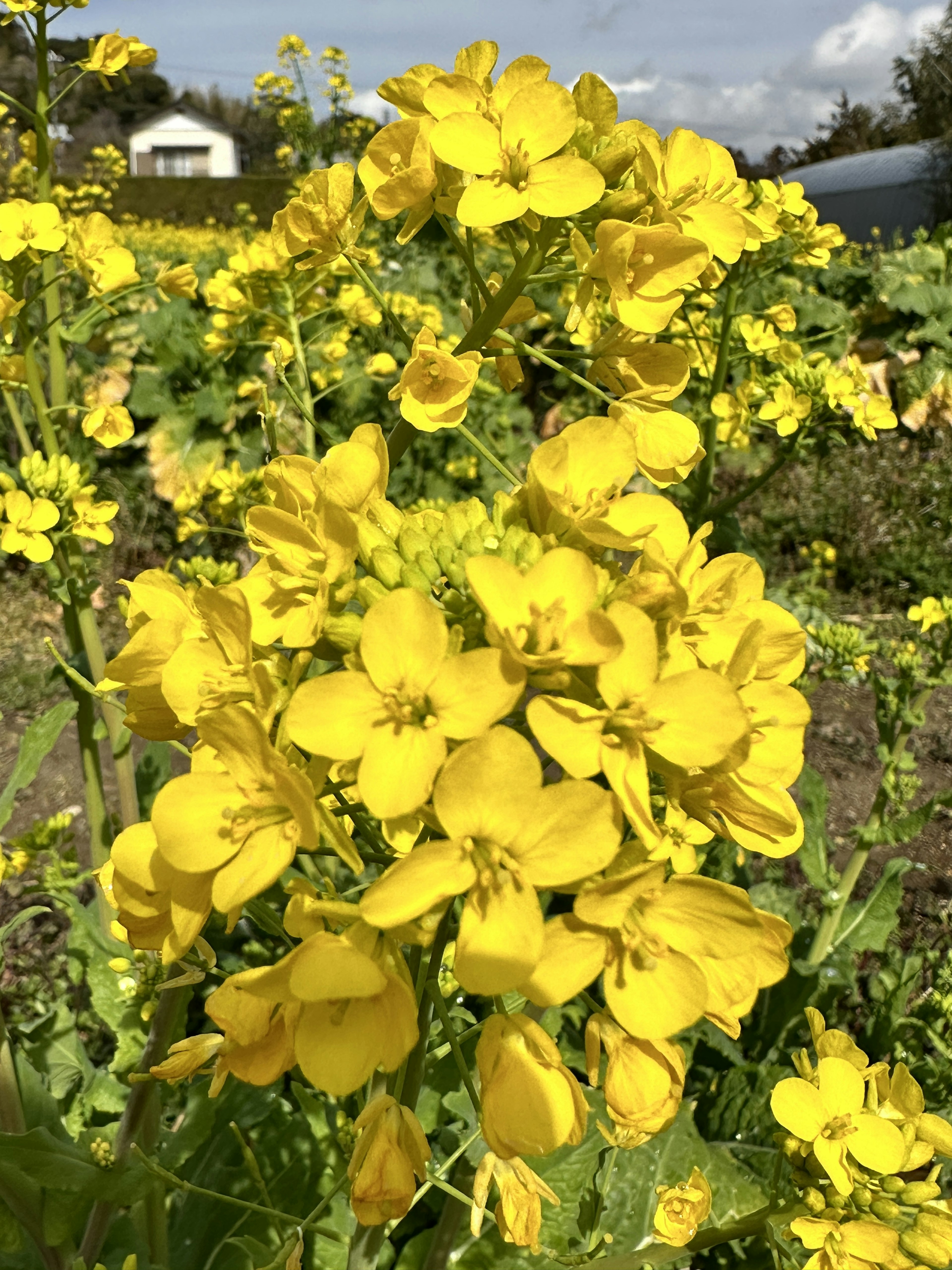 Ein lebendiger Haufen gelber Blumen auf einem Feld mit einem Haus im Hintergrund