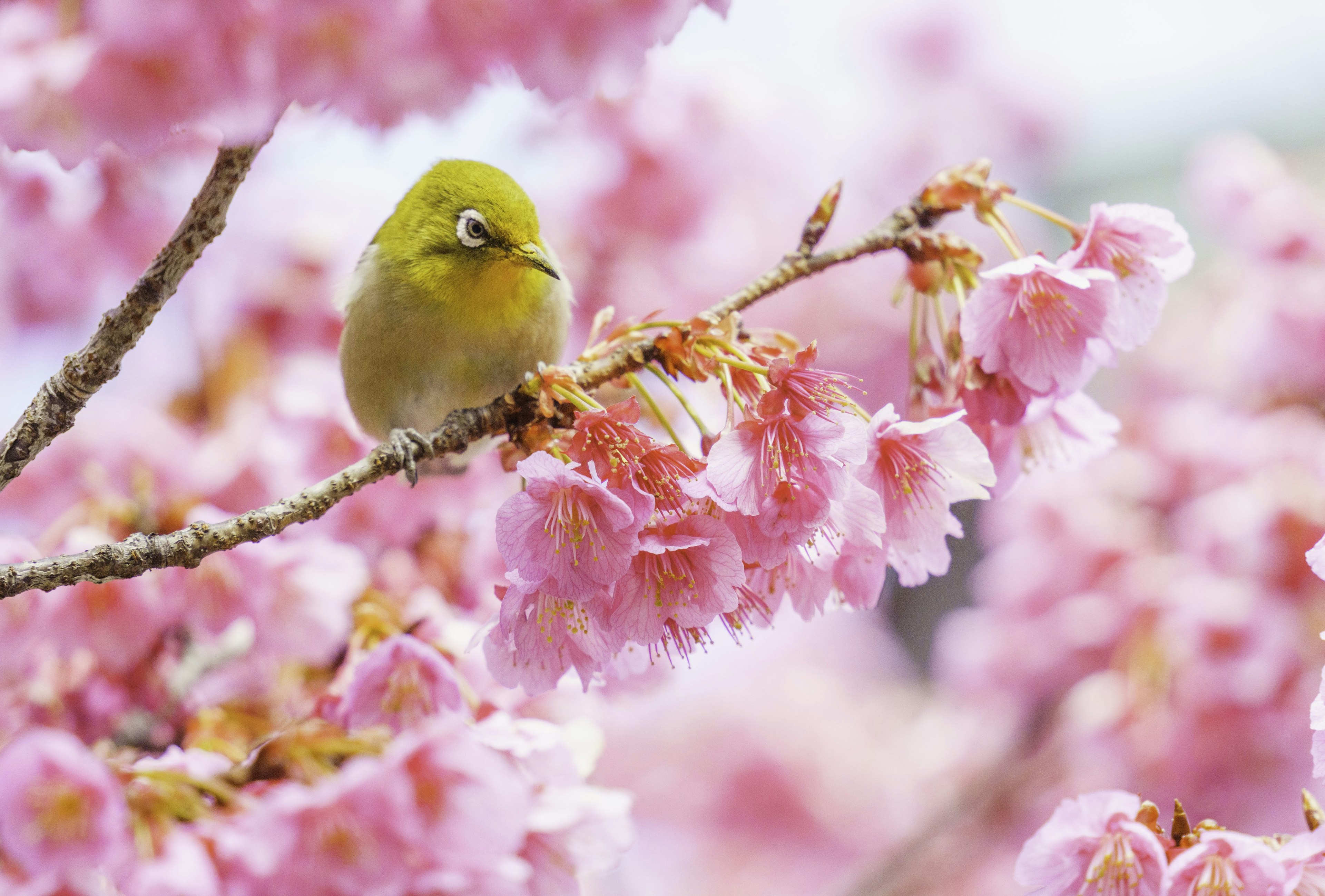 Kleiner grüner Vogel, der zwischen rosa Kirschblüten sitzt