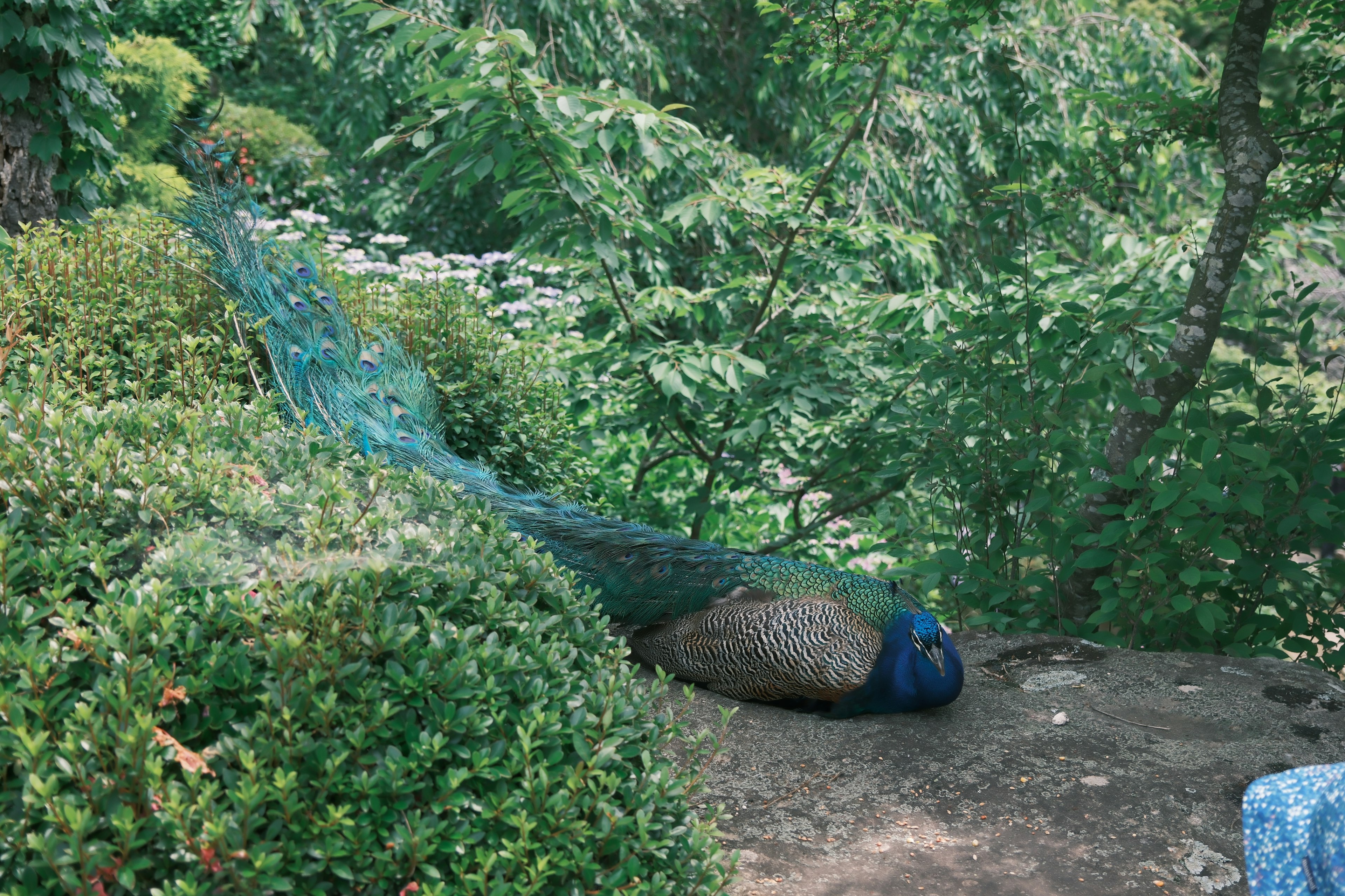 A peacock resting among lush green foliage