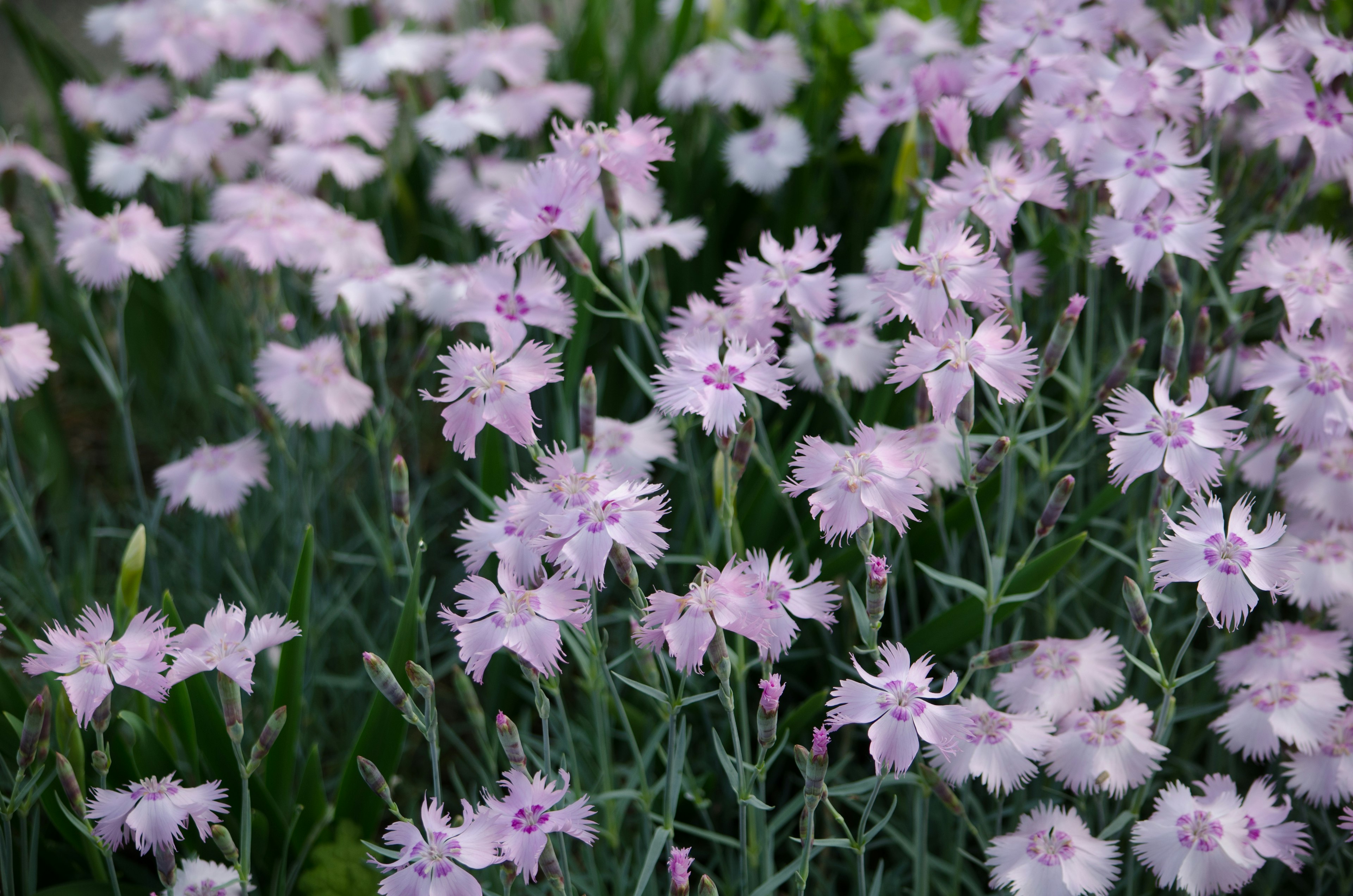 Campo de flores moradas claras con follaje verde