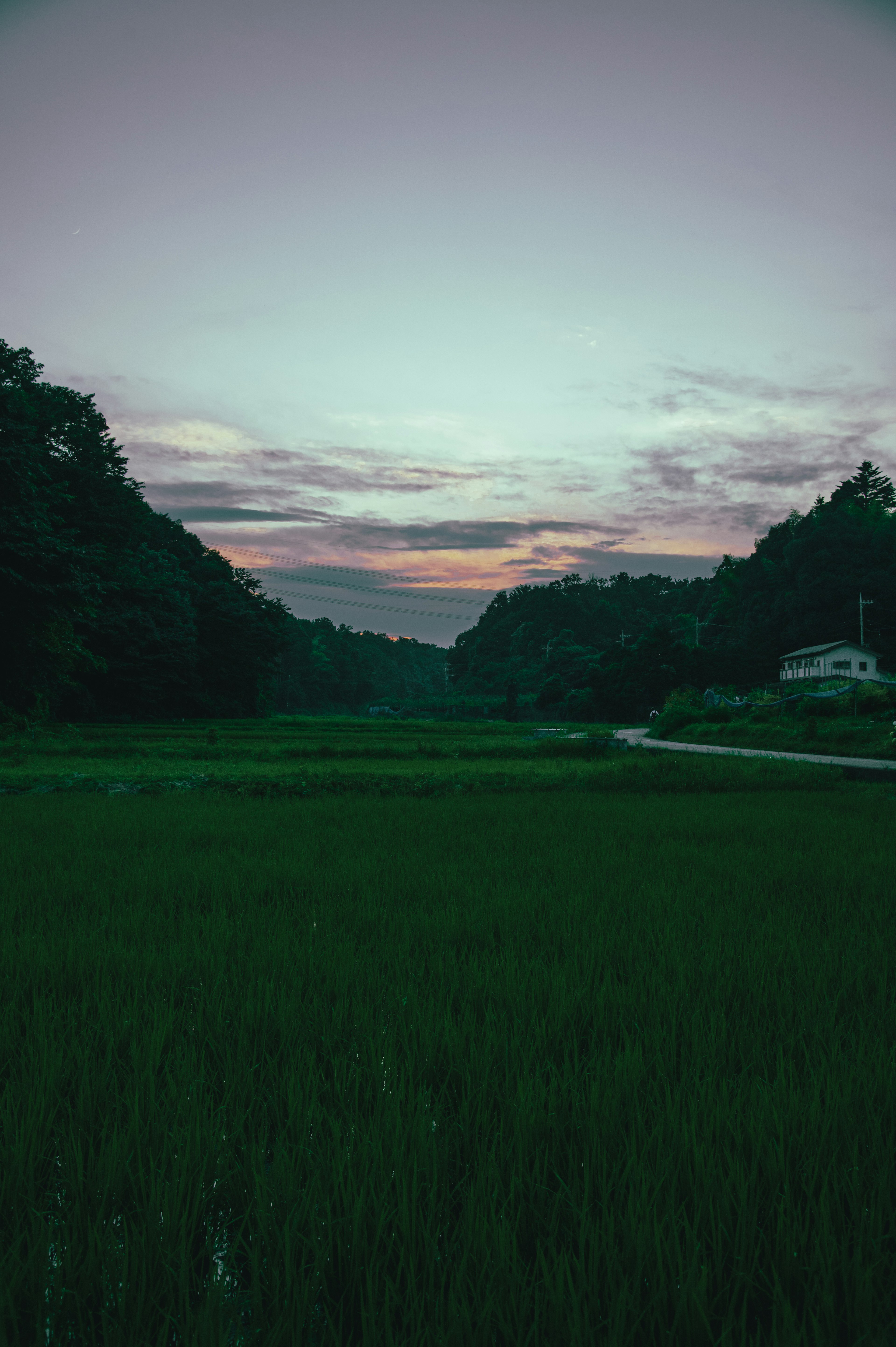 Ladang padi hijau dengan langit senja