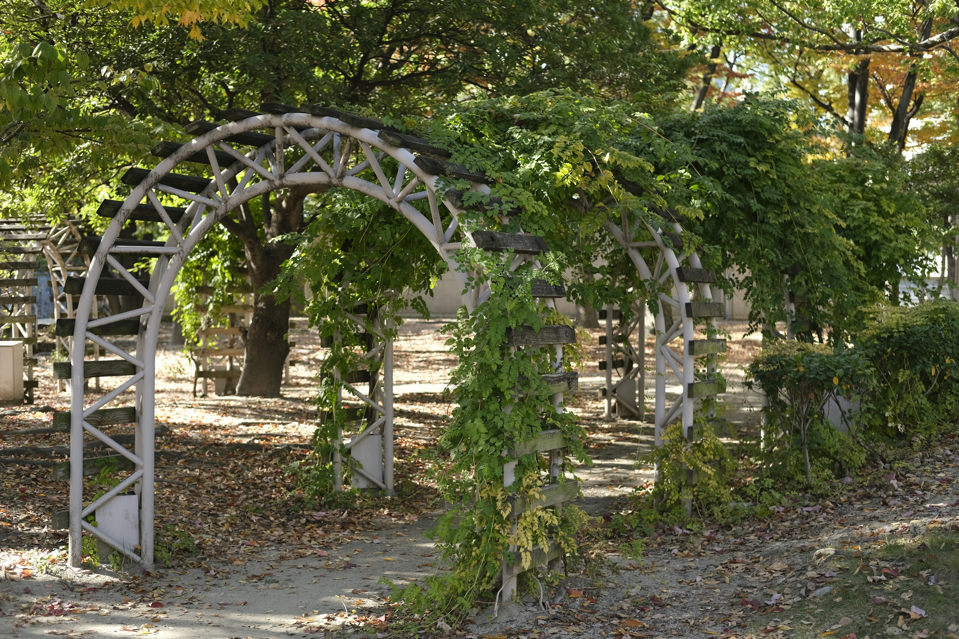 Wooden arch with climbing plants in a park setting