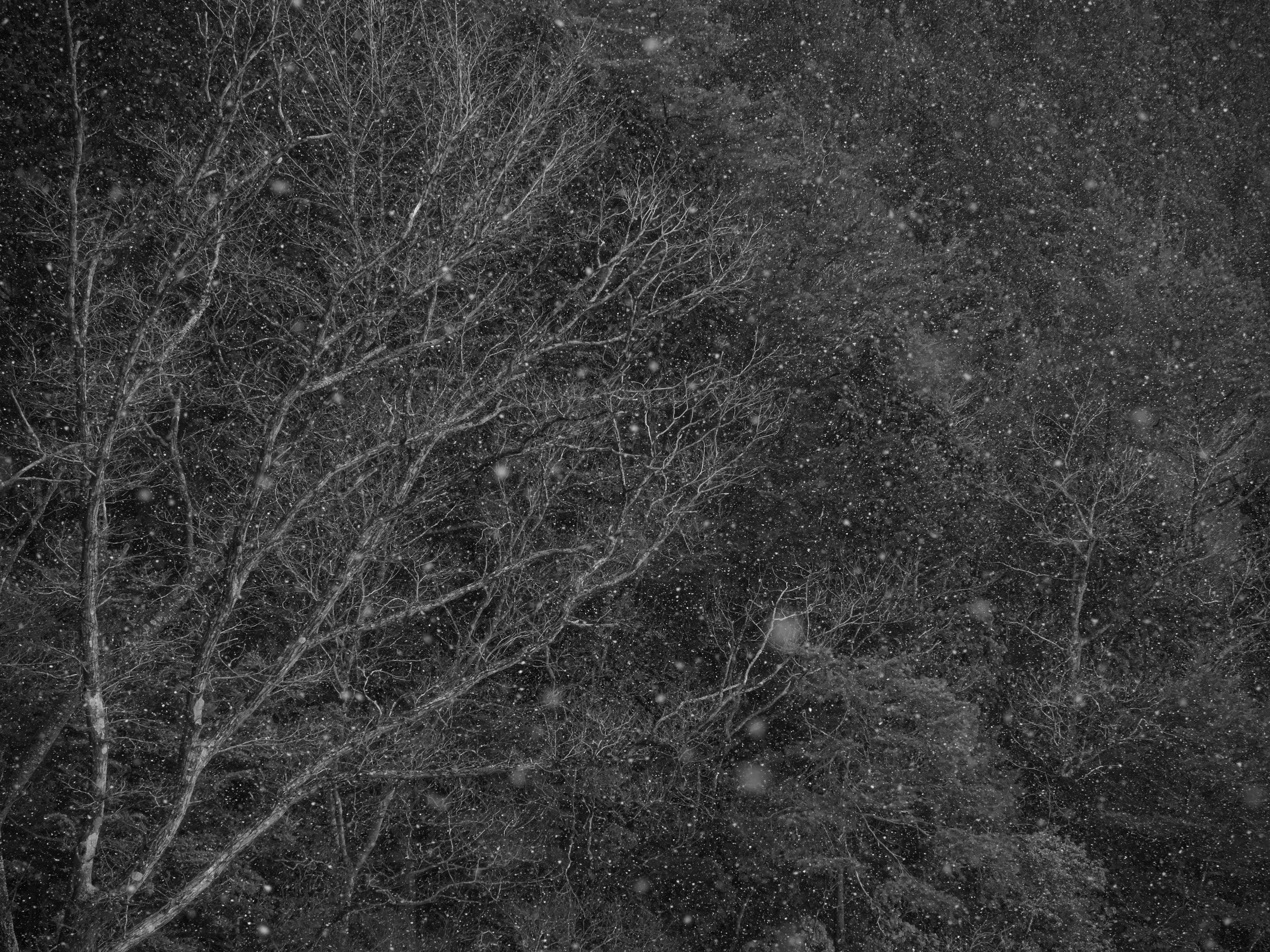 Silhouette of tree branches in falling snow