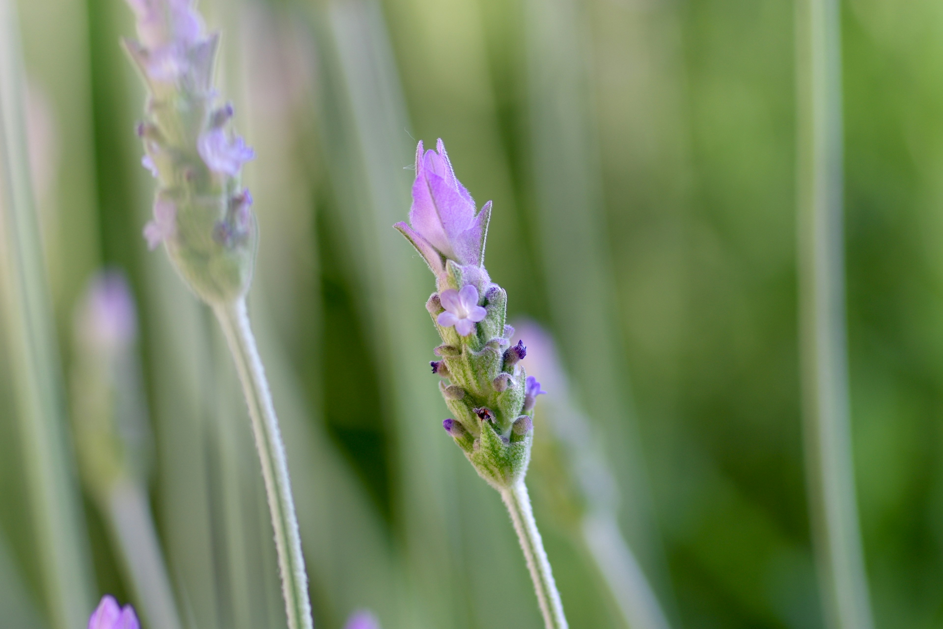 ラベンダーの花芽が緑の背景に映える