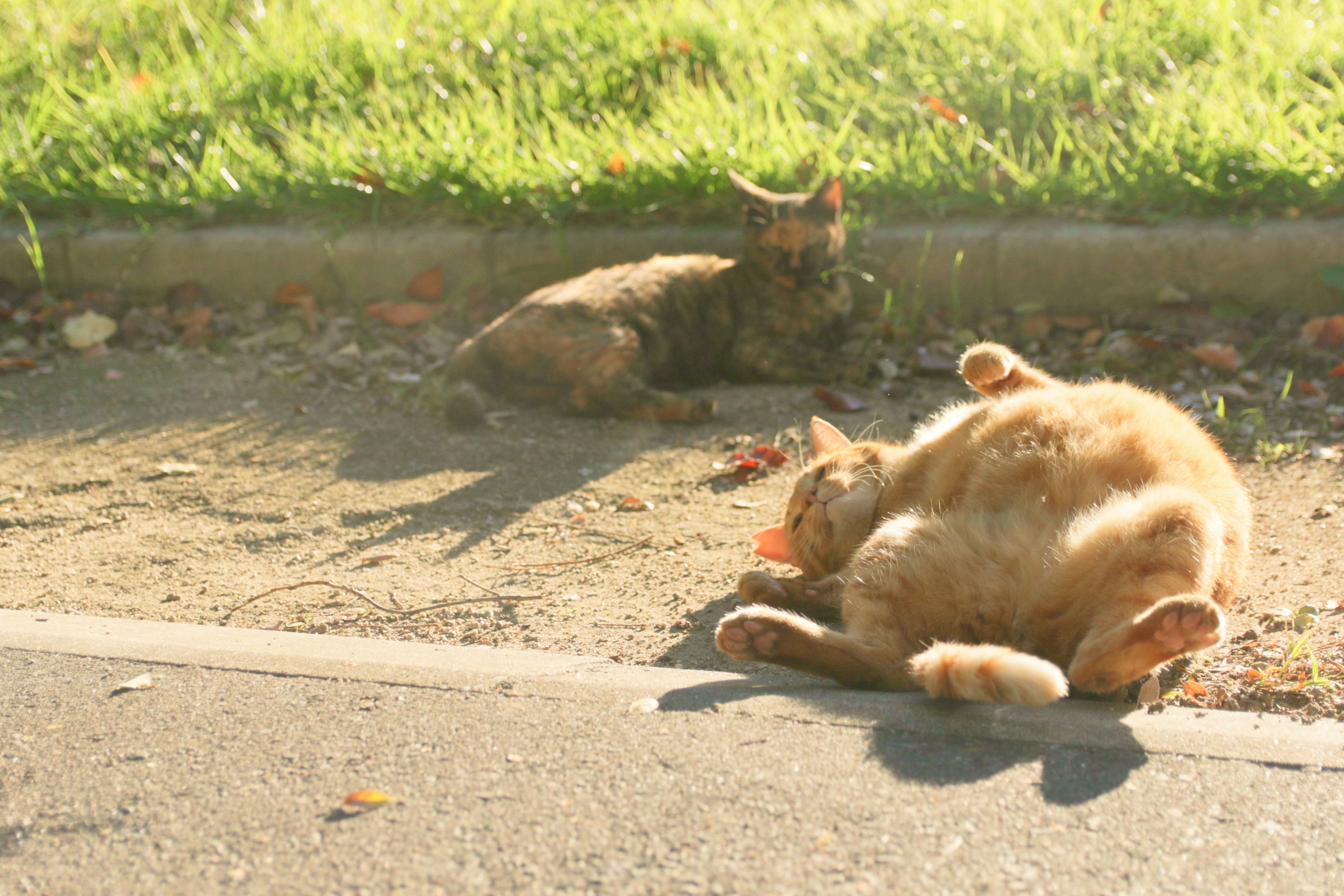 Orange cat lying on its back in sunlight with a small cat in the background