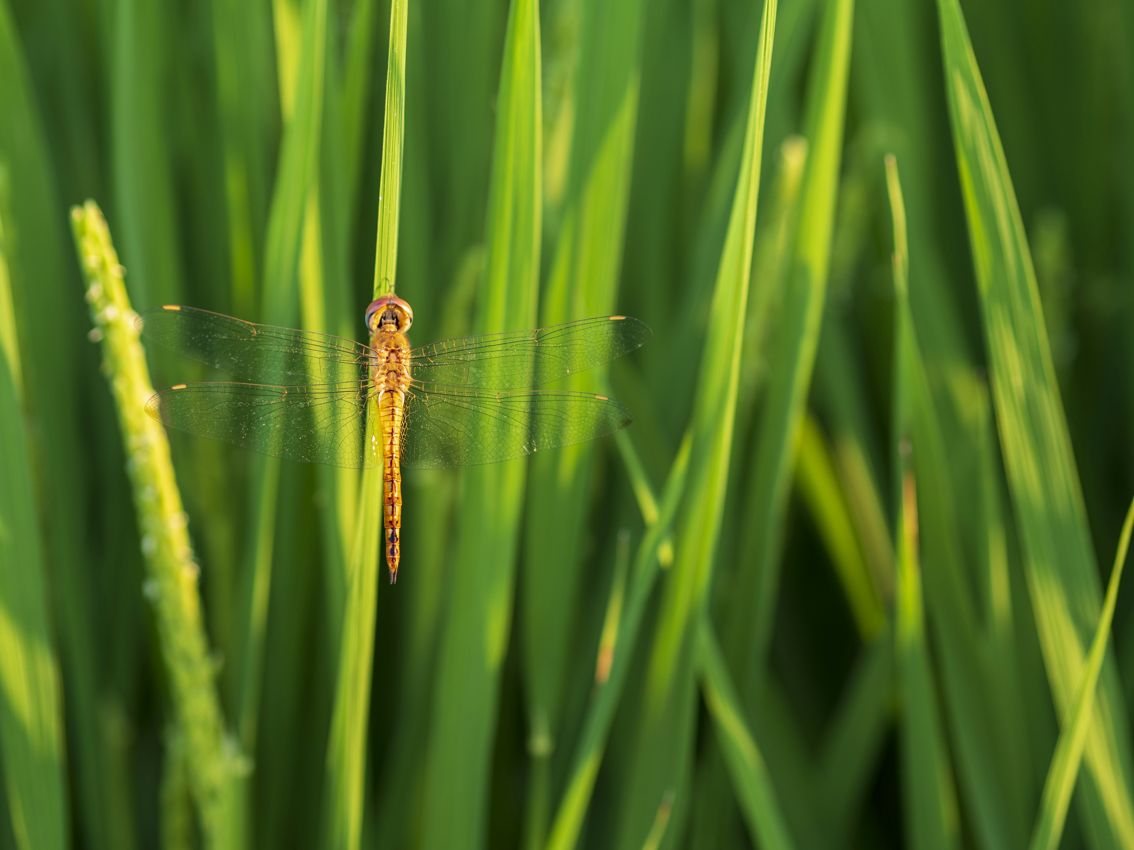 Libélula naranja entre plantas de arroz verdes