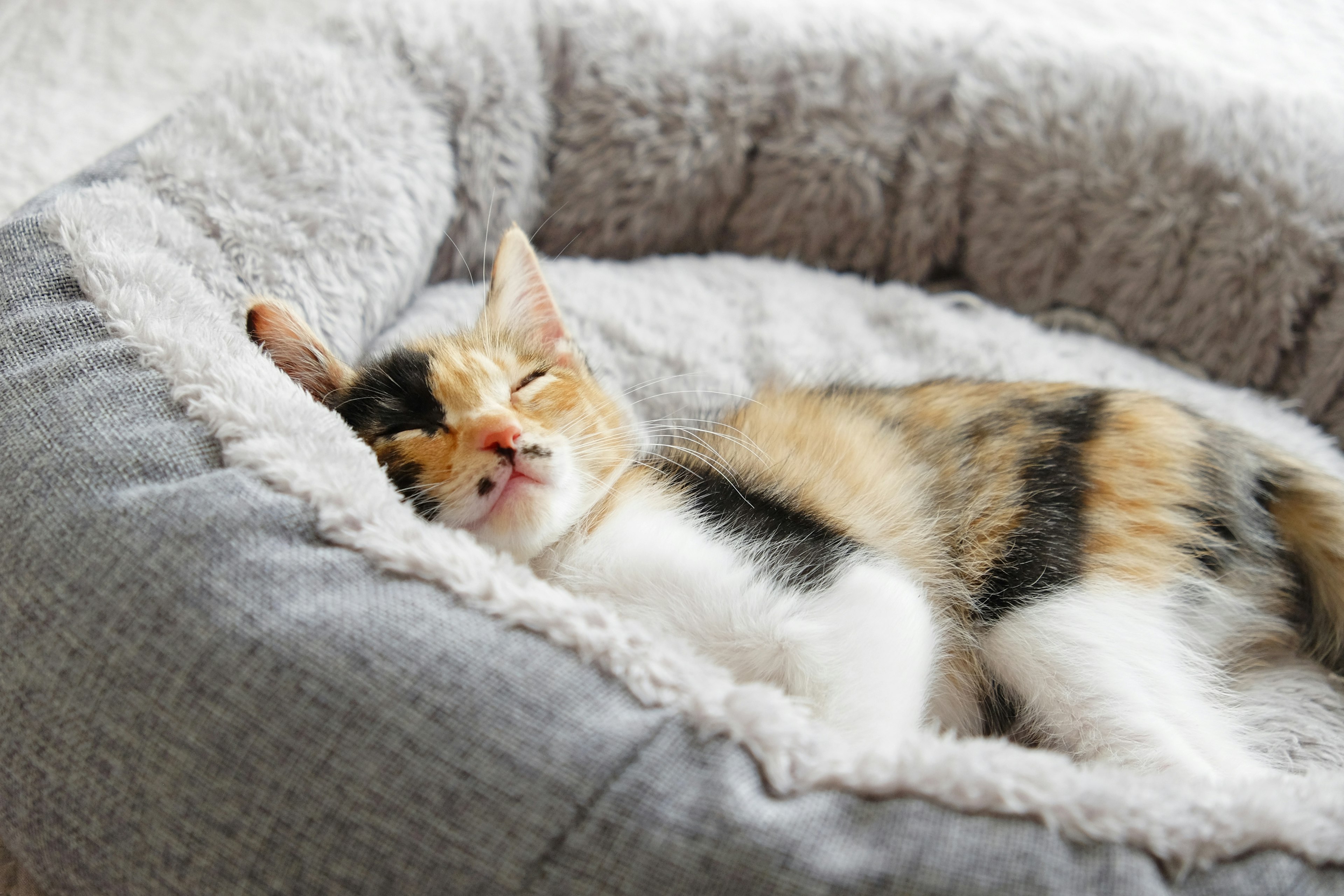 A cute calico cat sleeping in a cozy bed