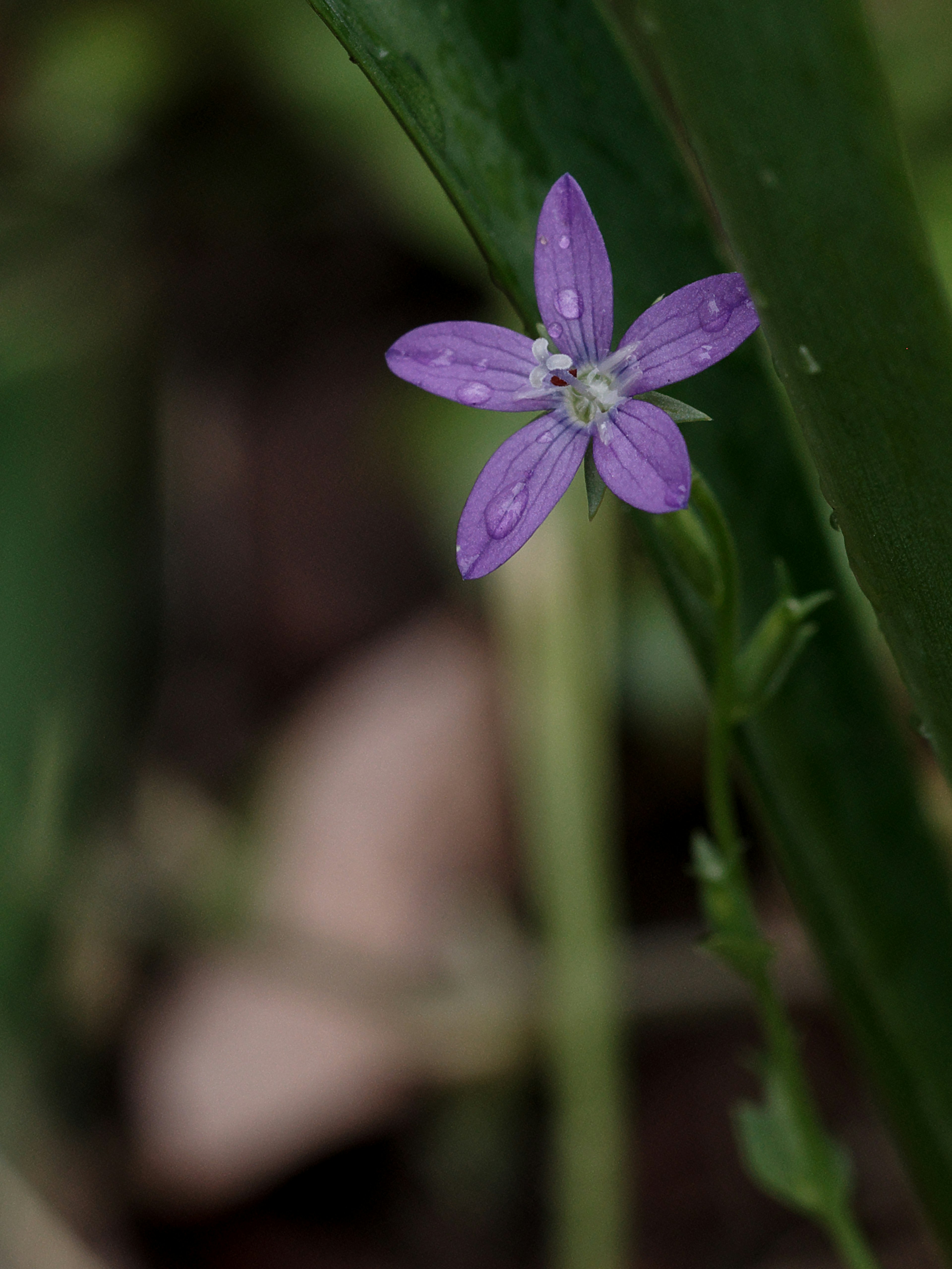 Eine kleine lila Blume, die zwischen grünen Blättern hervorkommt