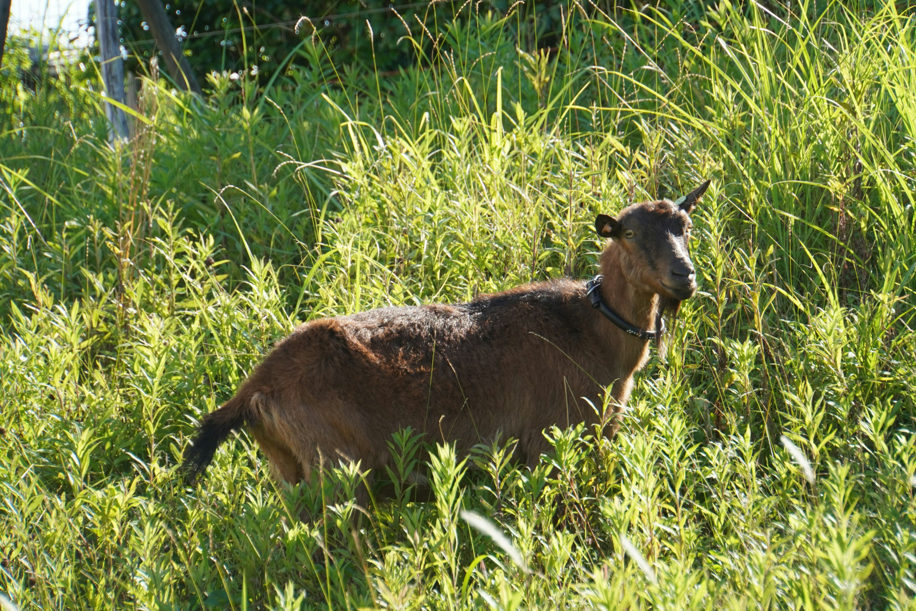 Kambing coklat berdiri di rumput hijau tinggi