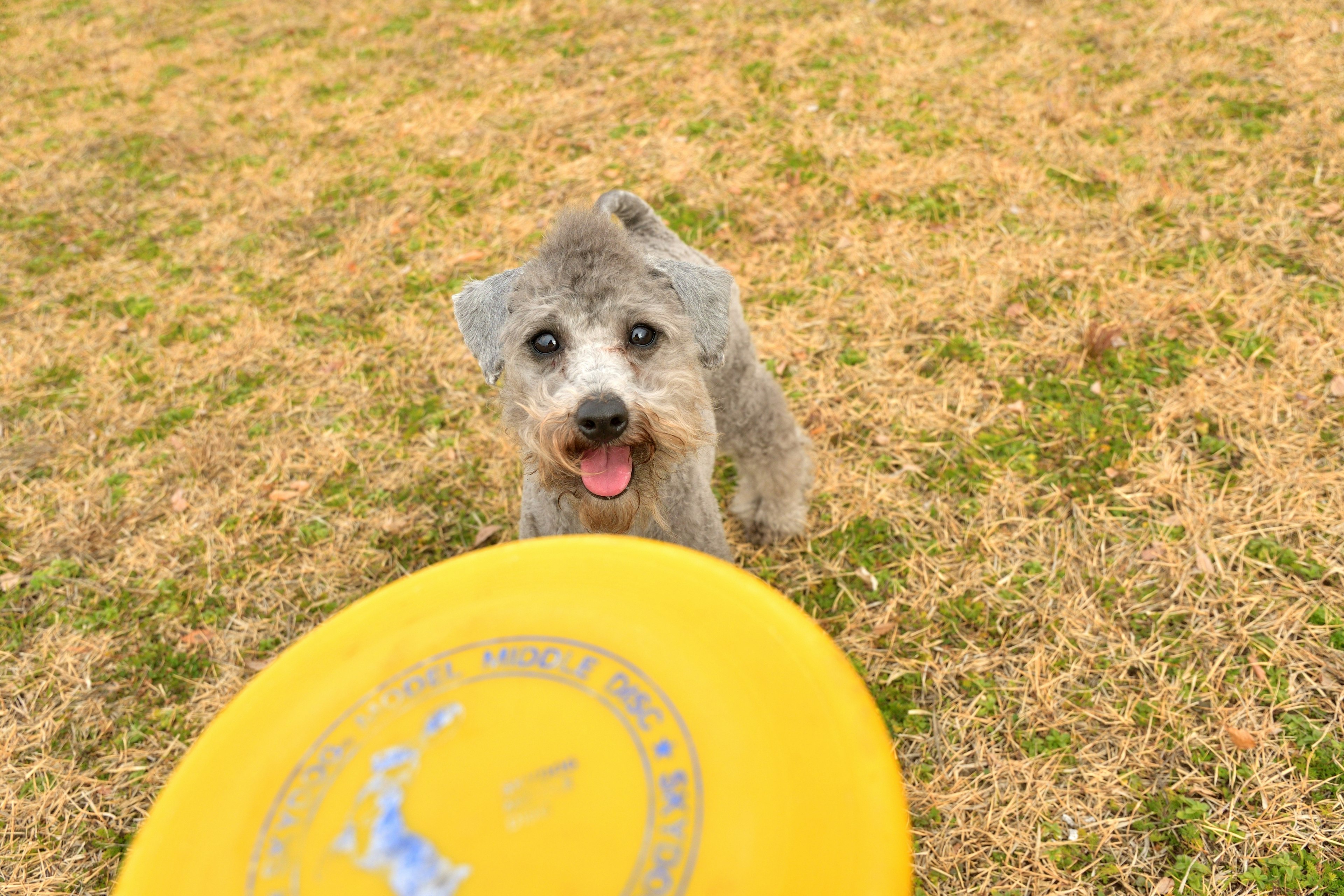 フリスビーを持つ犬が笑顔で遊んでいる公園の風景