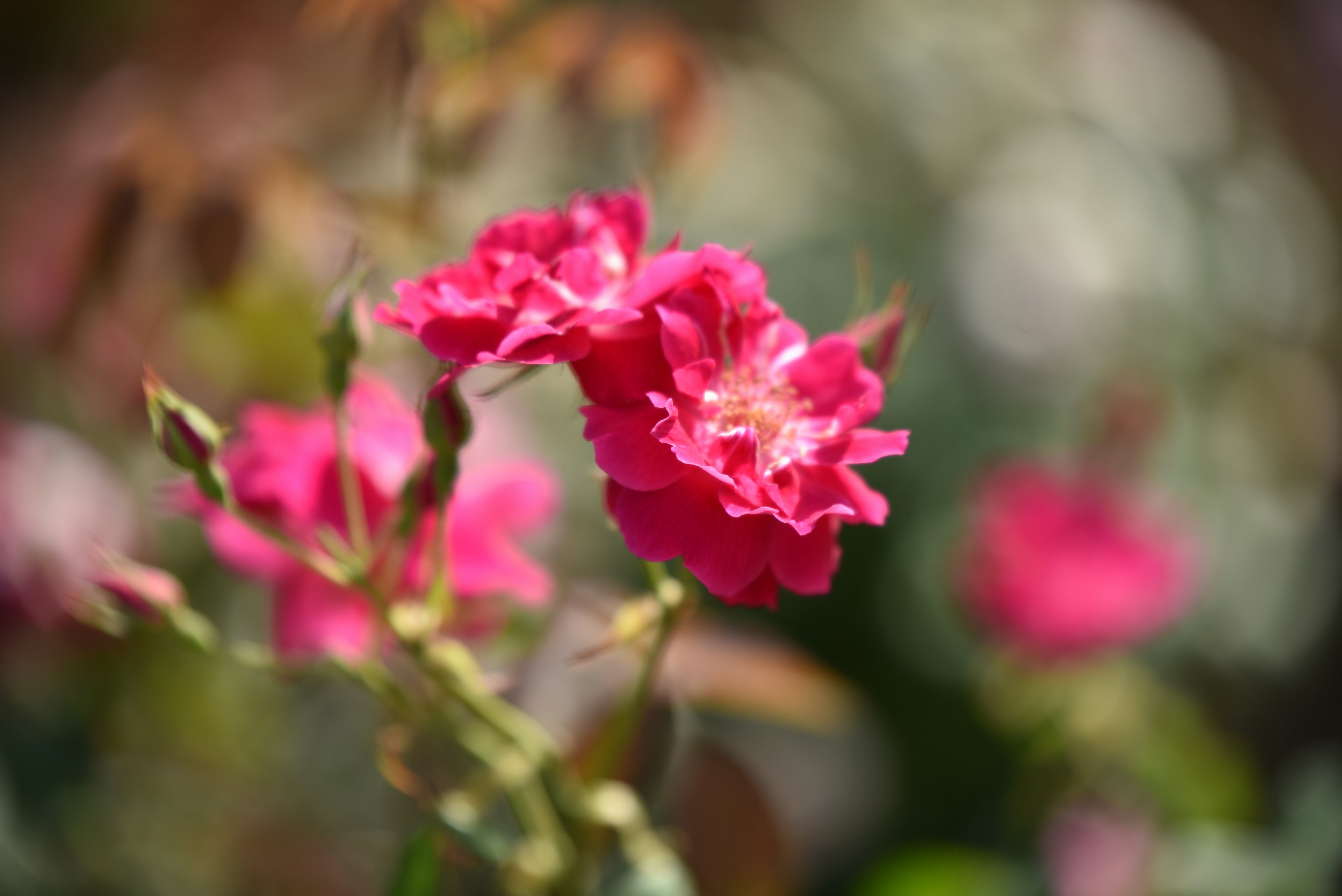 鮮やかなピンク色の花が咲いている様子で、背景はぼかされている