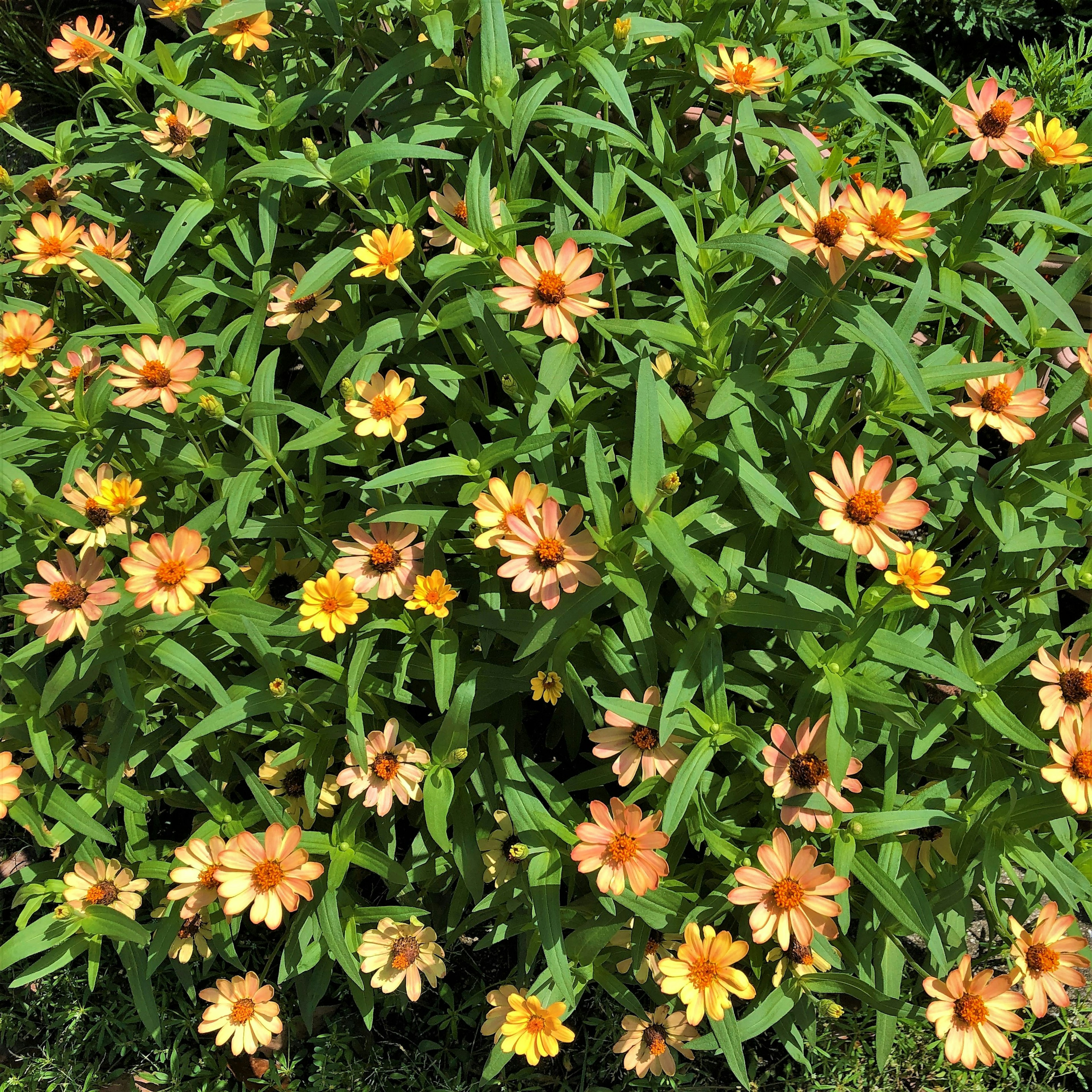 Primo piano di una pianta verde lussureggiante con fiori arancioni e gialli