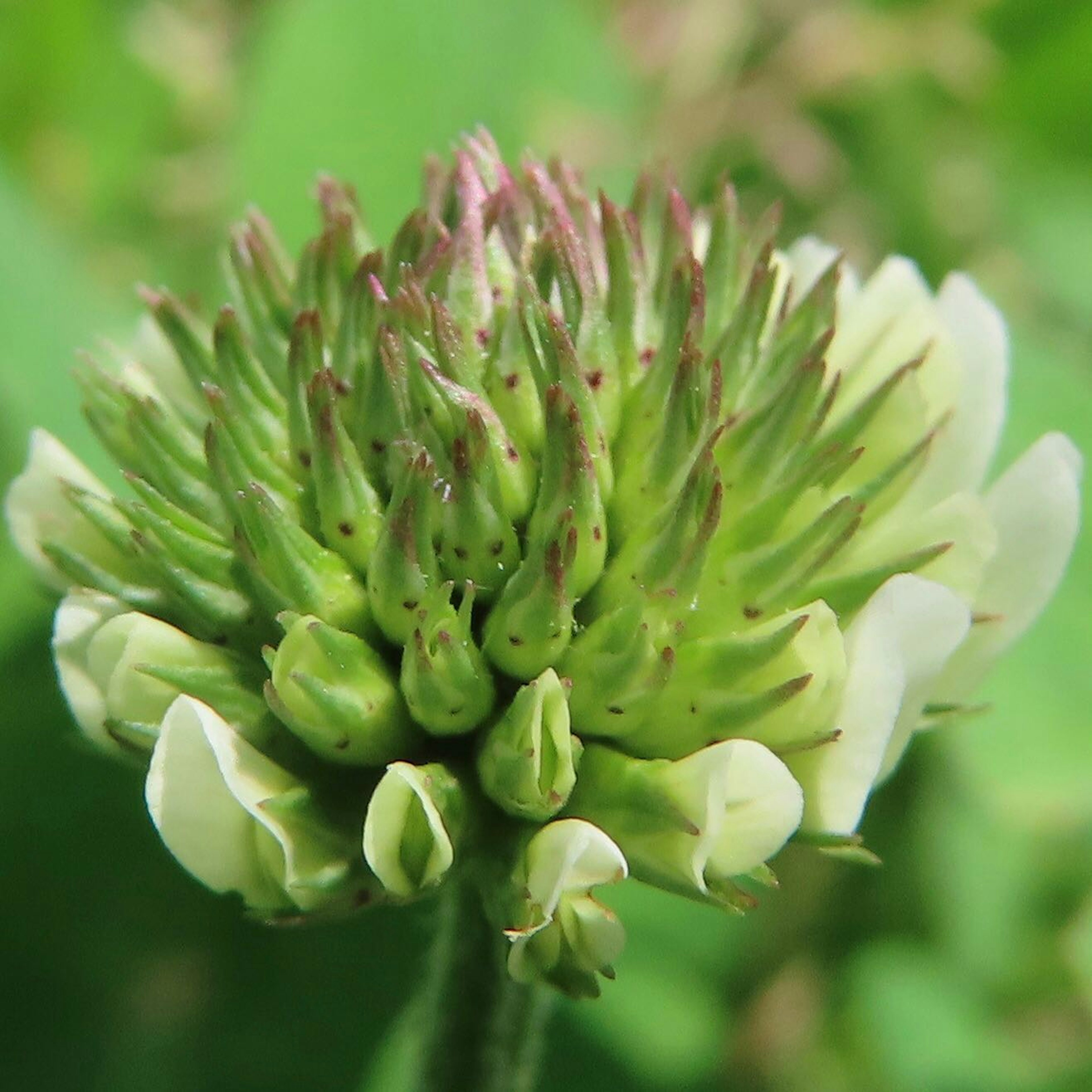 Acercamiento de una flor de trébol con pétalos blancos y brotes verdes