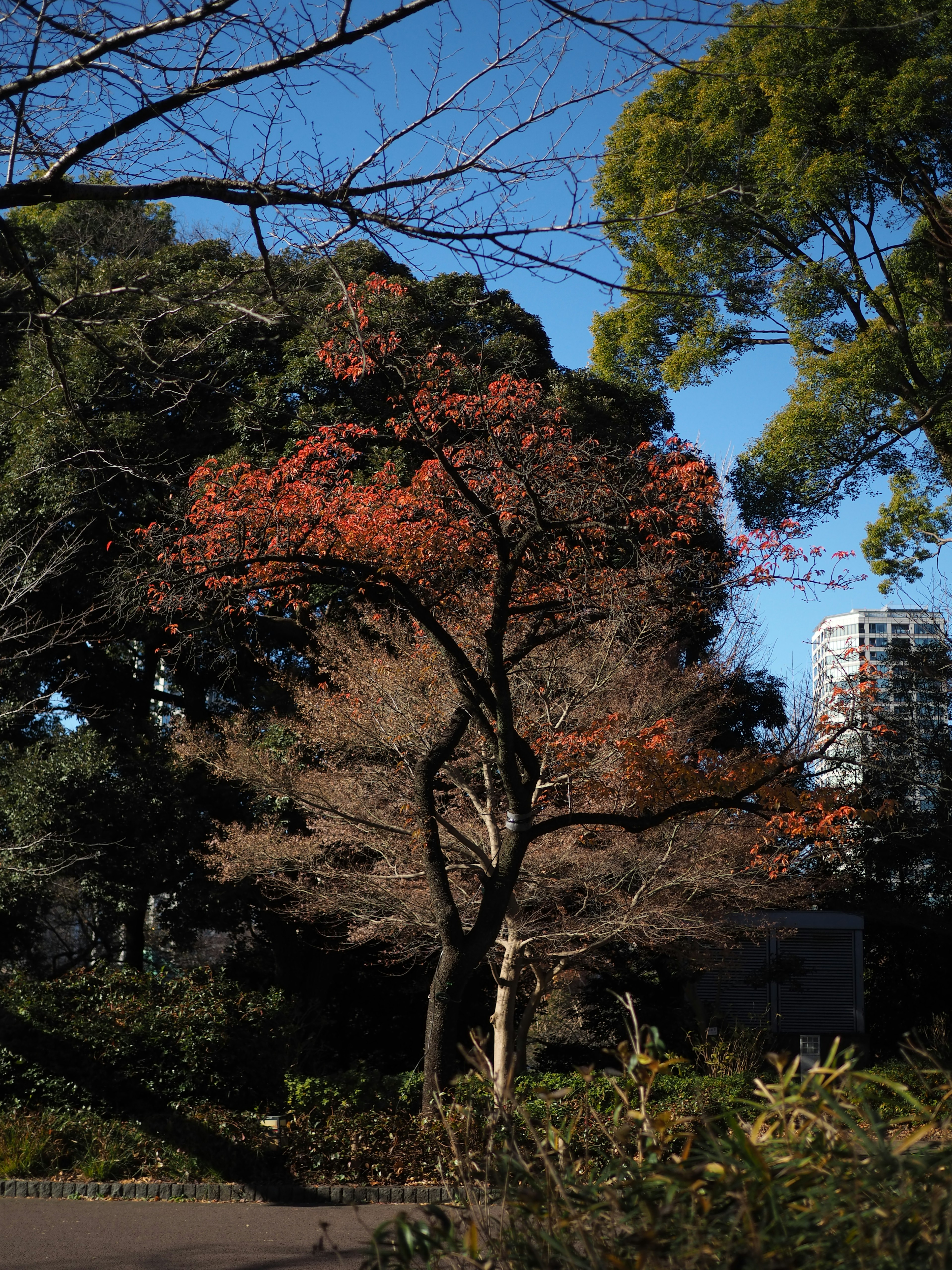 Alberi autunnali in un parco con un albero dalle foglie rosse e un cielo blu