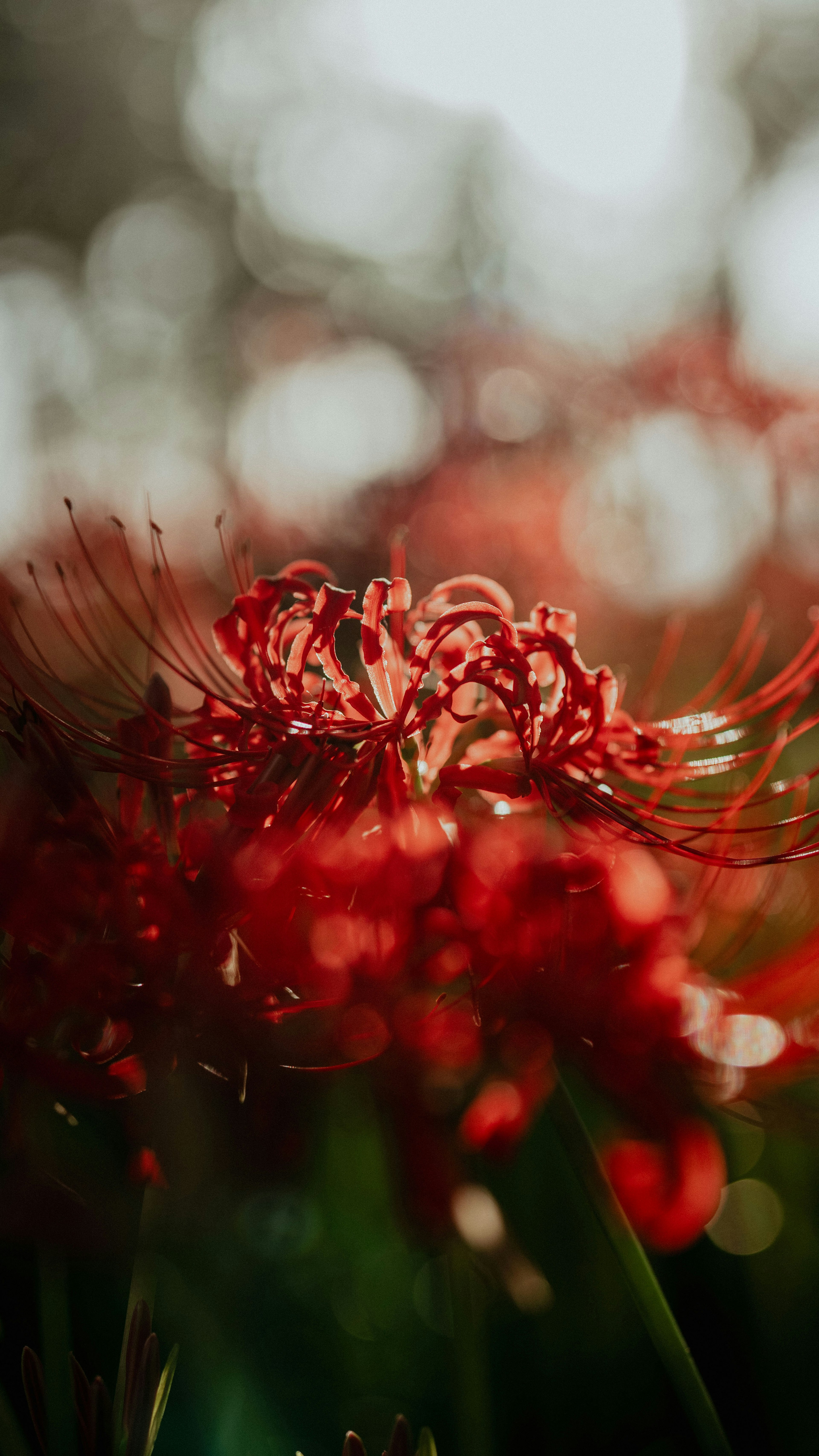 Kedekatan bunga spider lily merah dengan latar belakang hijau kabur