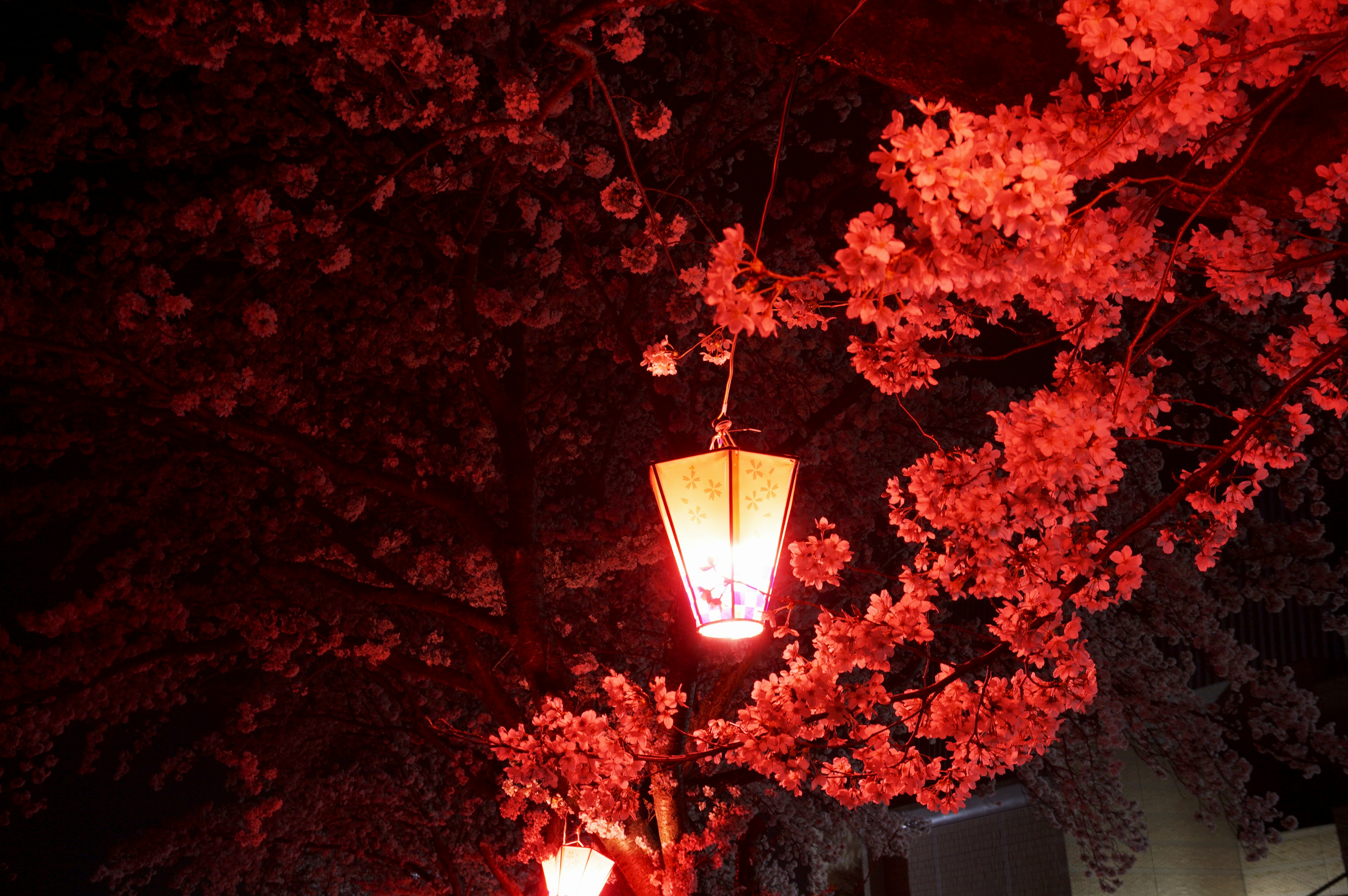 Hermosa escena con faroles rojos y flores de cerezo iluminando la noche