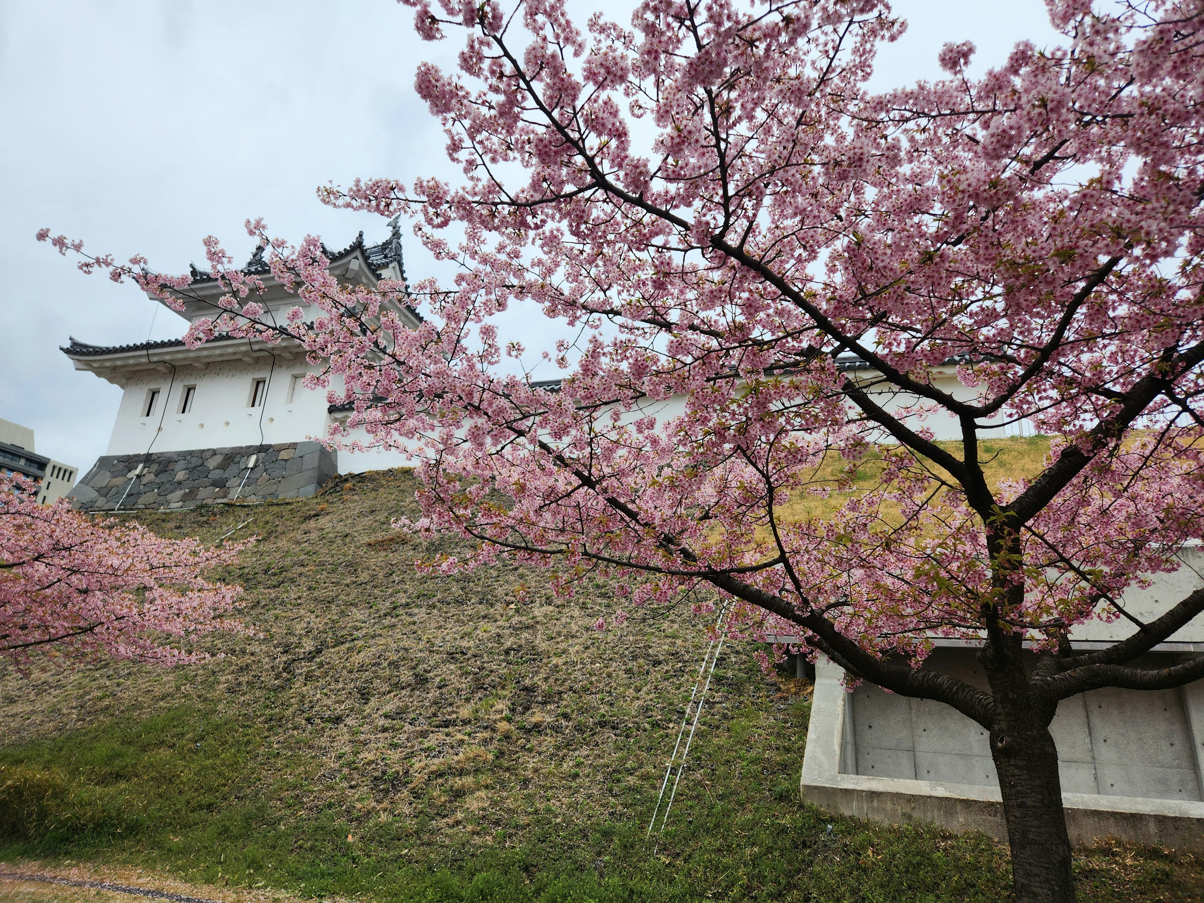 Árbol de cerezo en flor con un castillo al fondo El castillo está en una colina verde con flores rosas