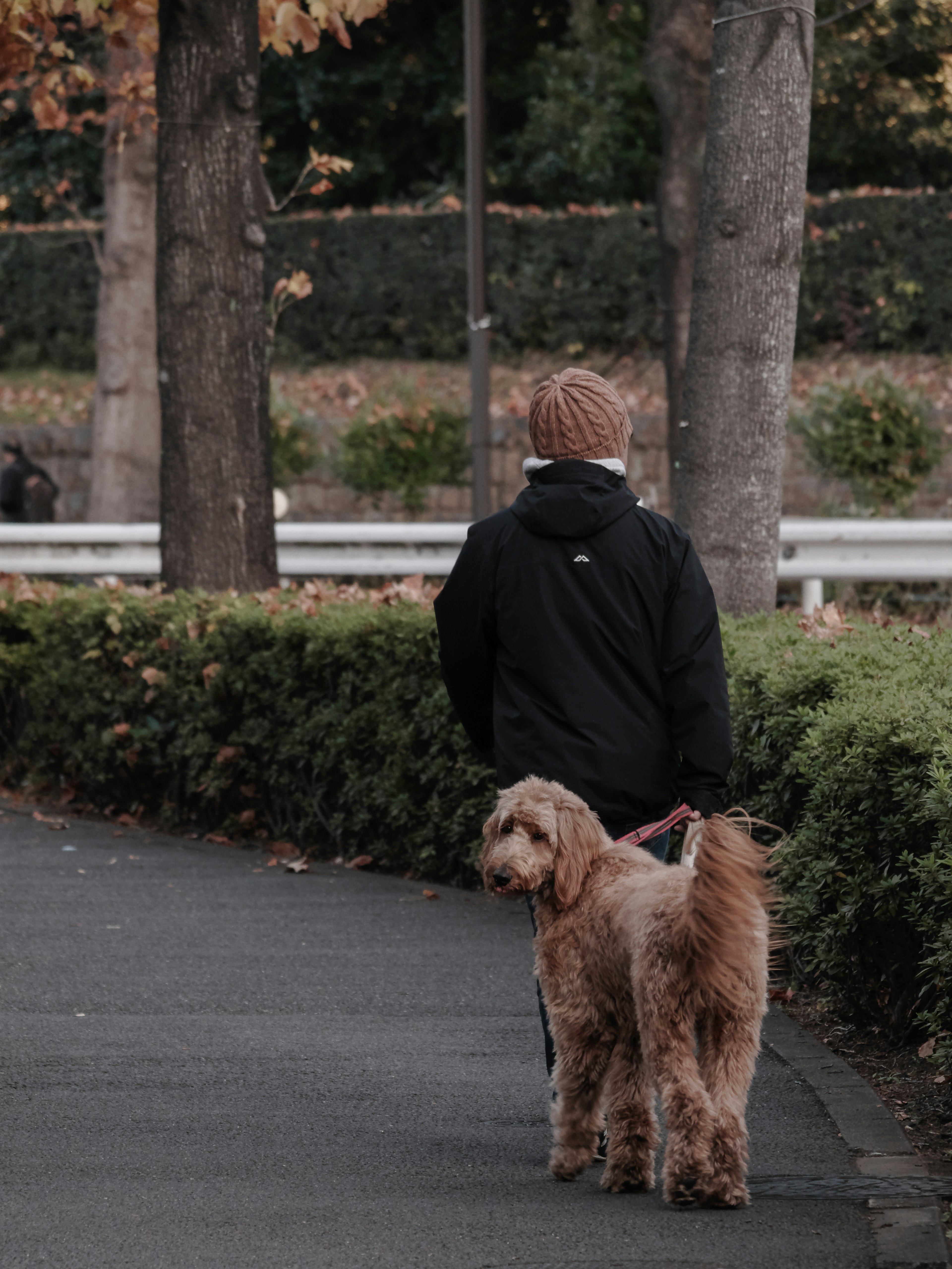 A person walking a brown dog along a pathway surrounded by trees