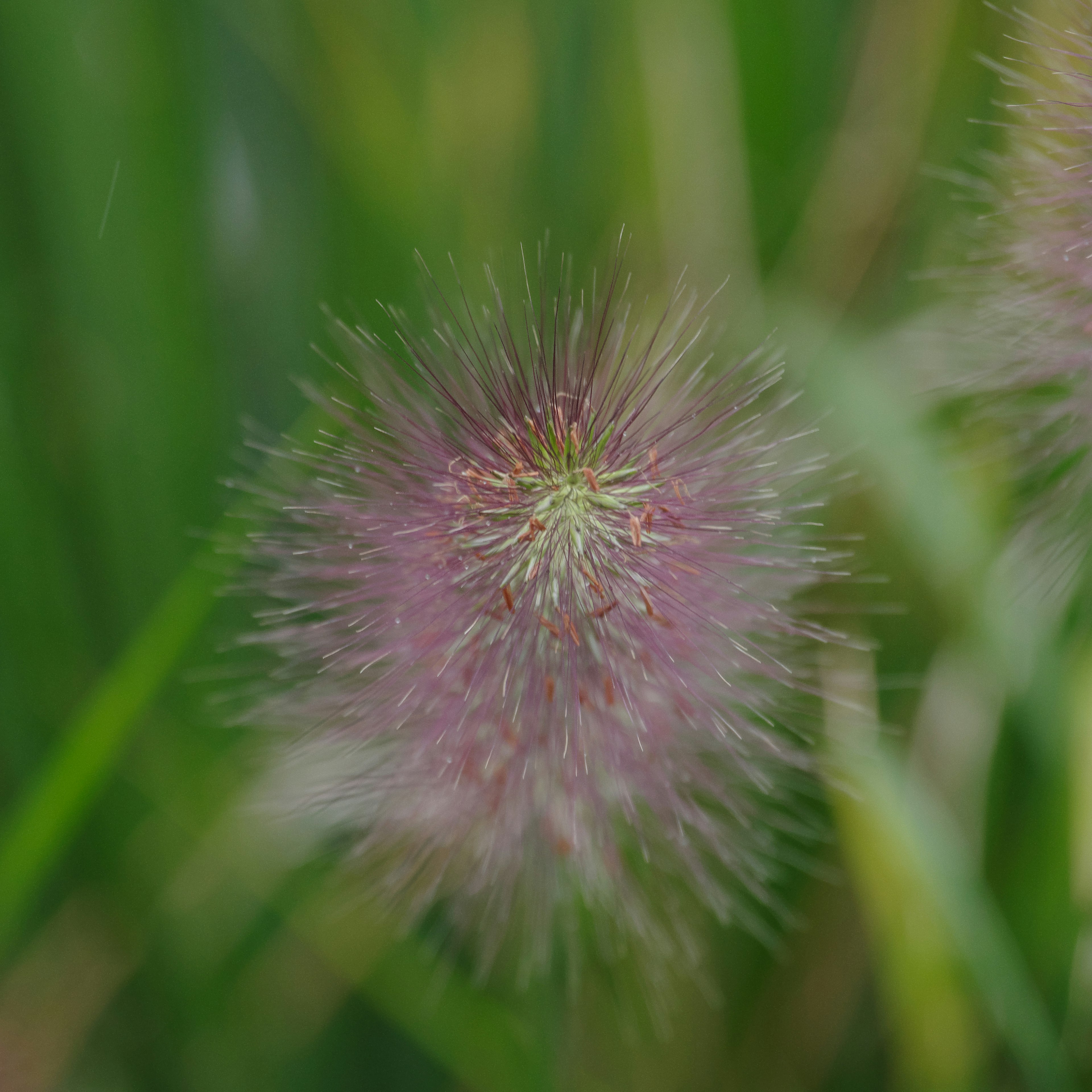 ぼかし効果のある紫色の草花が緑の背景に映える