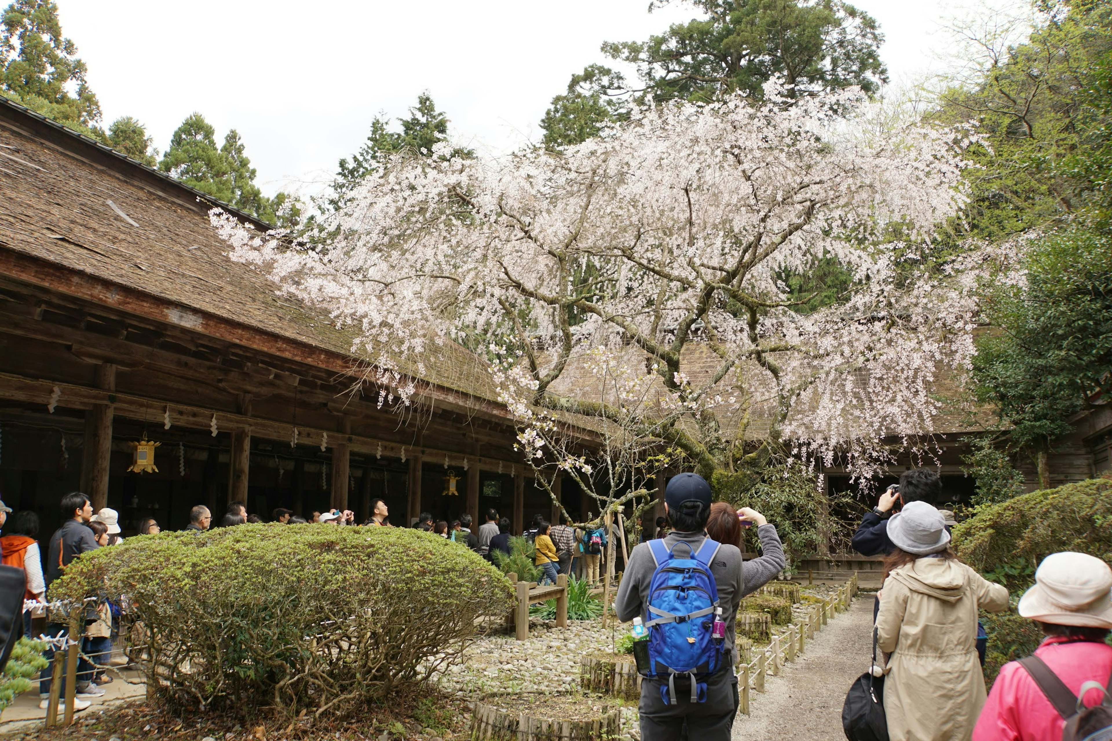 Orang-orang berjalan di taman dengan pohon sakura yang mekar