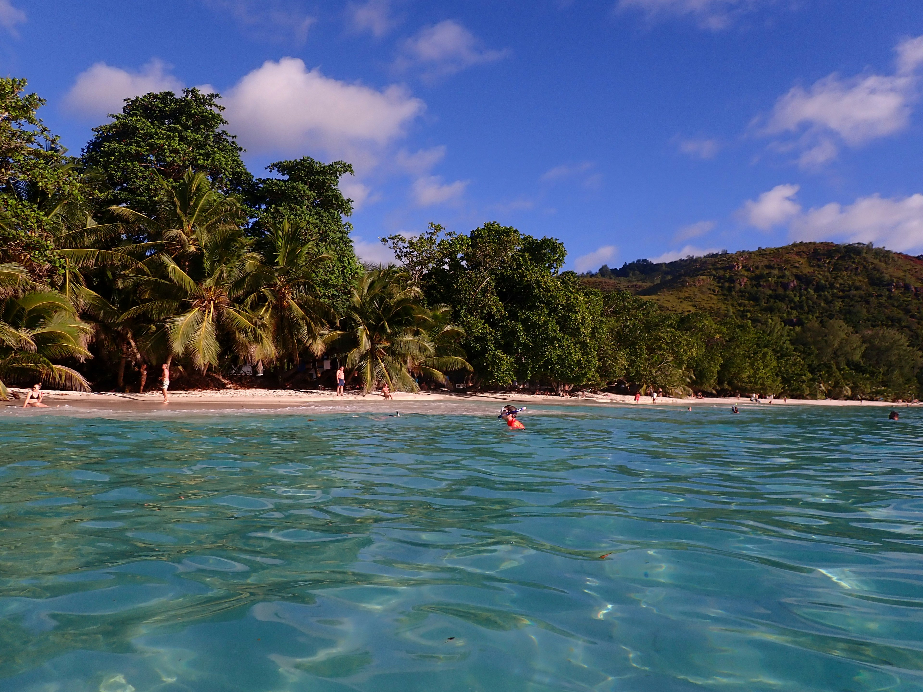 Une personne nageant dans une mer bleue claire avec des arbres verts luxuriants sur la plage