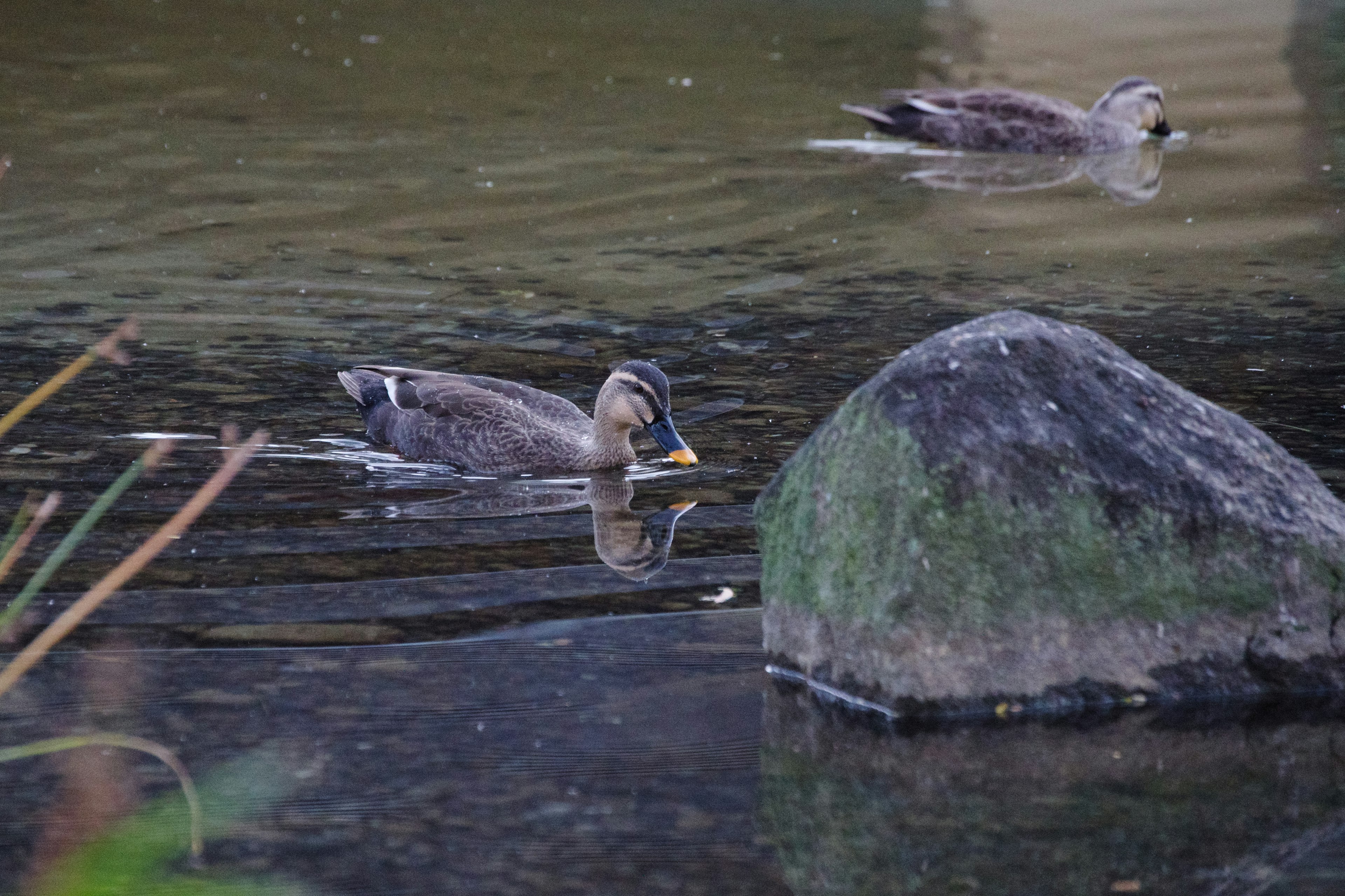 Pato nadando en el agua con una roca cercana