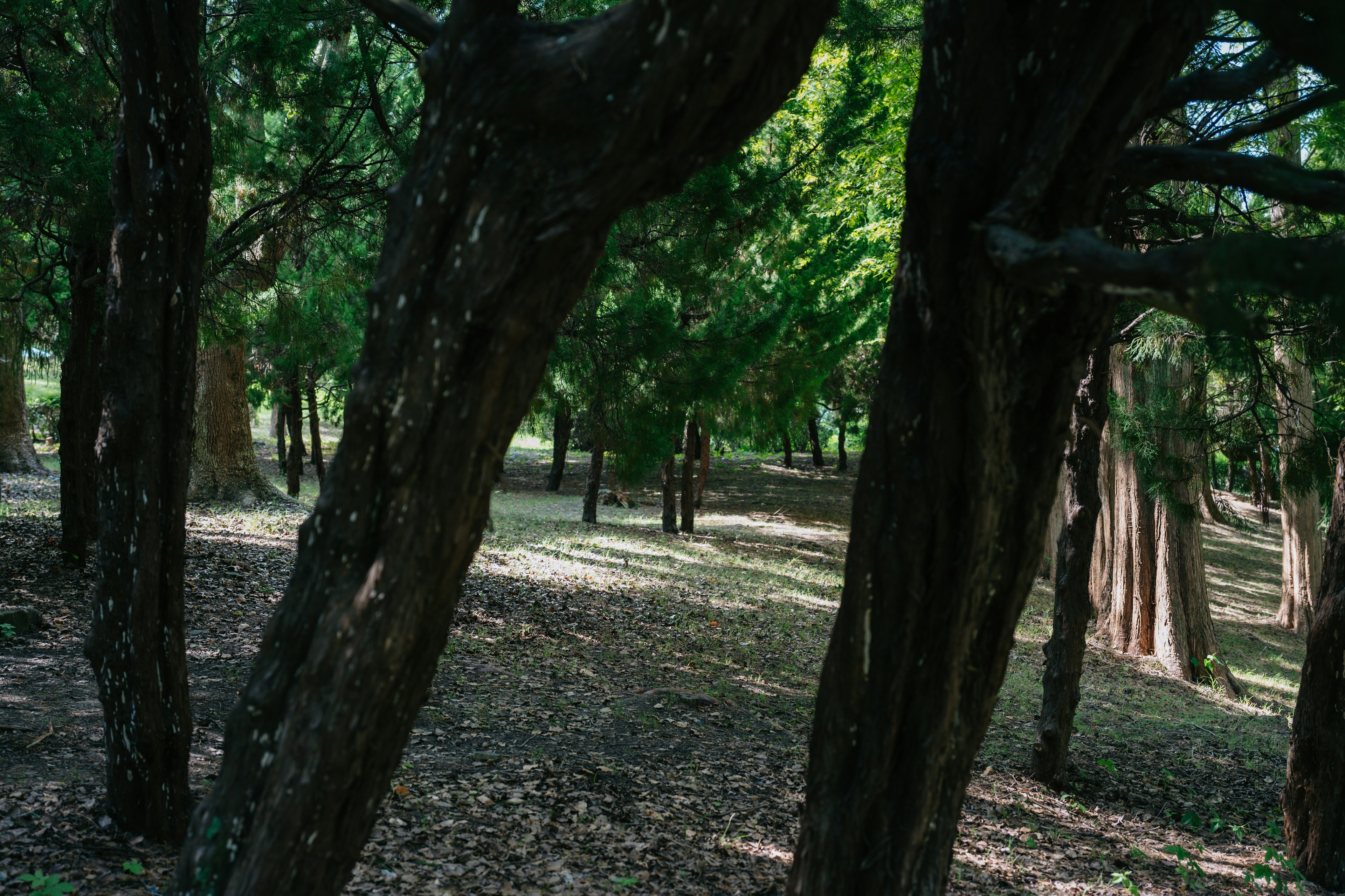 Una scena forestale tranquilla circondata da alberi verdi