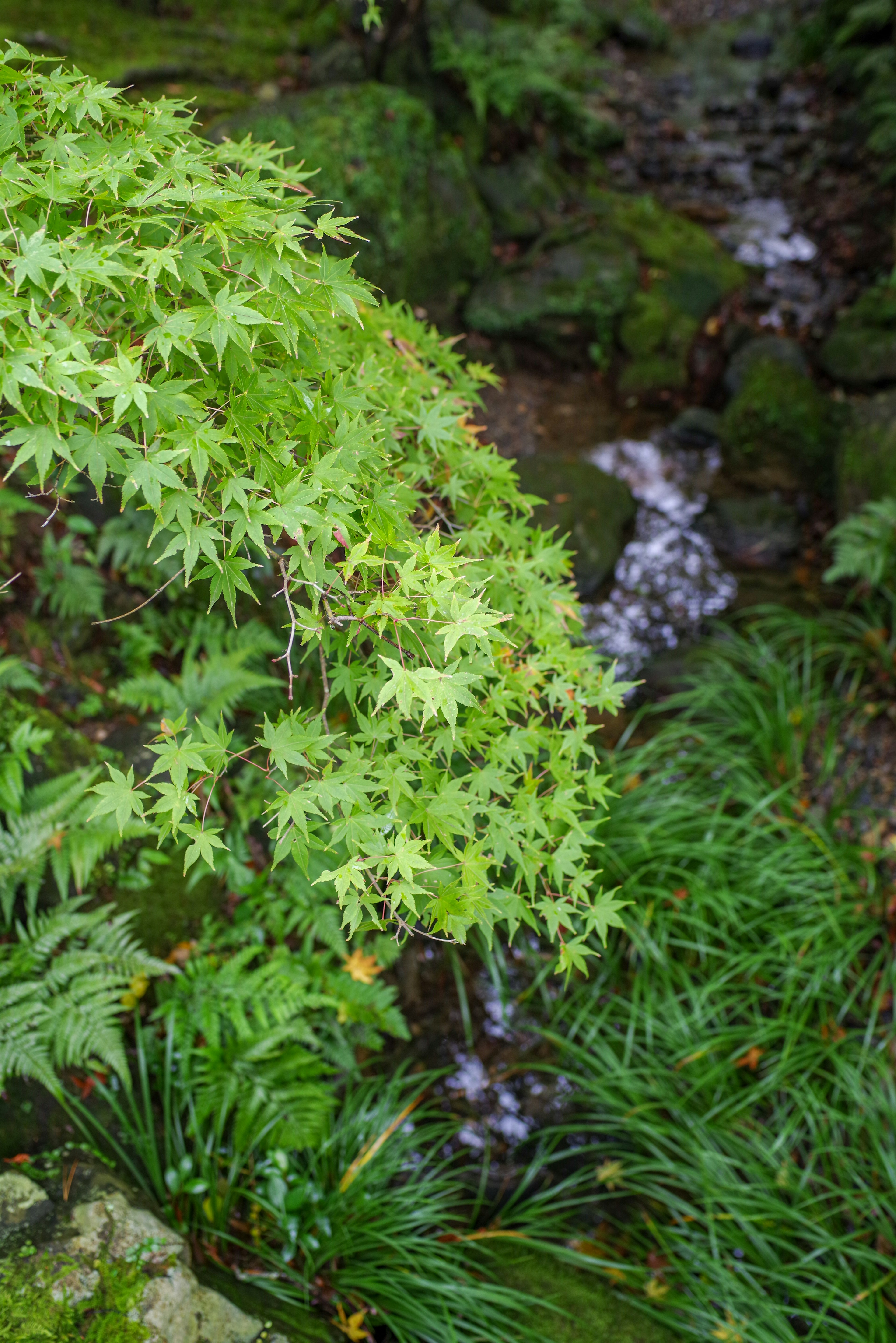 Una scena verde lussureggiante con un ruscello e foglie di acero