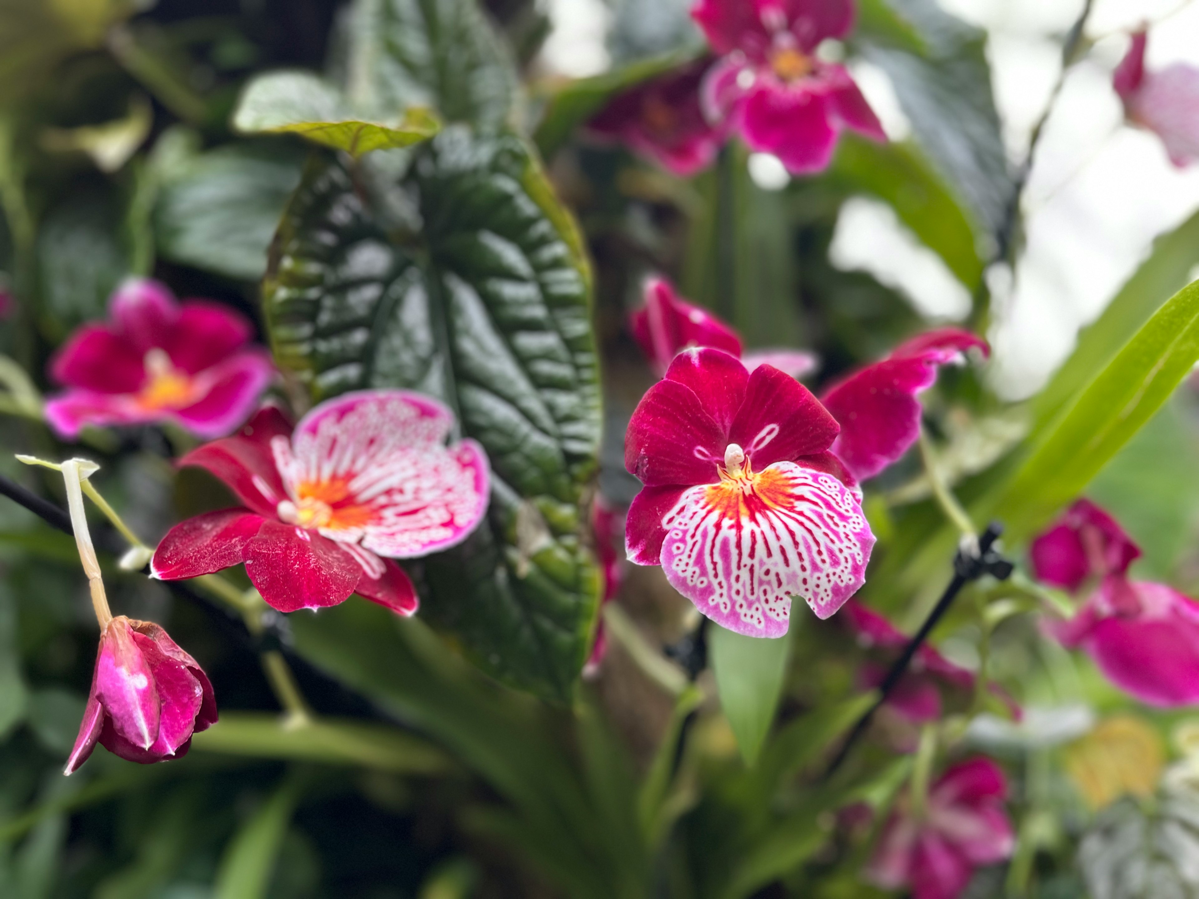 Nahaufnahme von lebhaften rosa Orchideenblüten mit komplexen Mustern