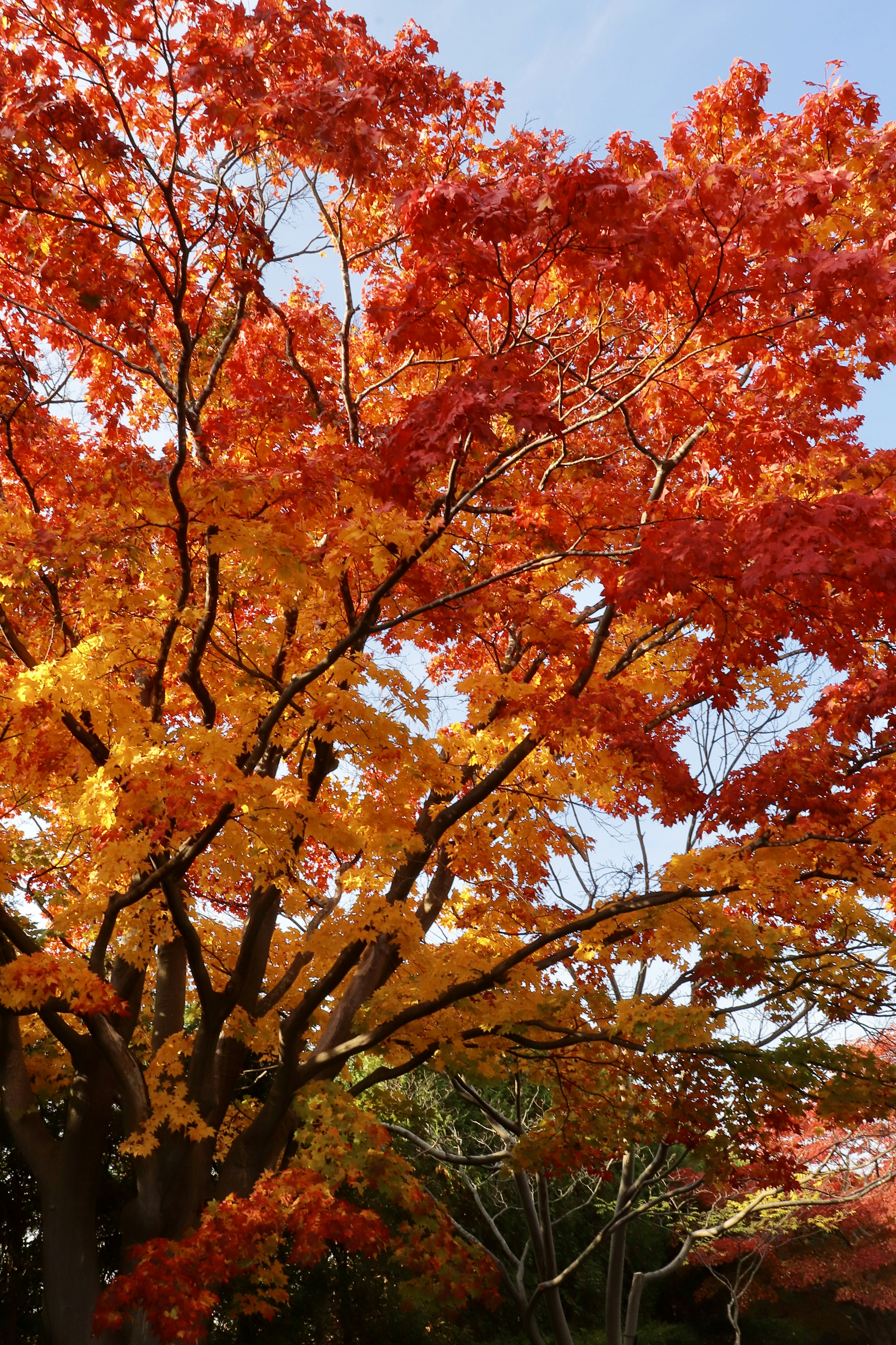 A large tree with vibrant orange and red leaves