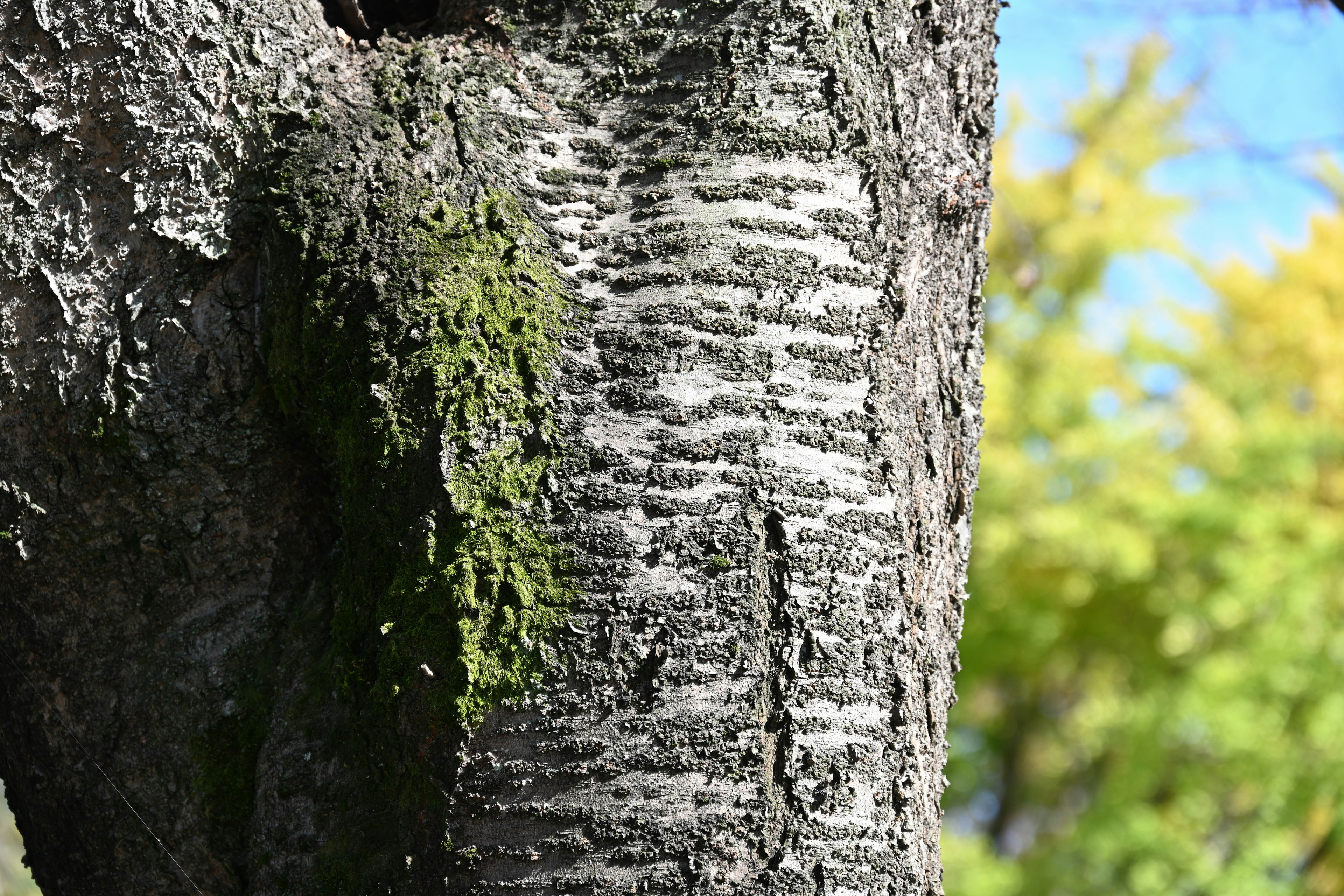 Tronc d'arbre avec de la mousse et des motifs uniques d'écorce