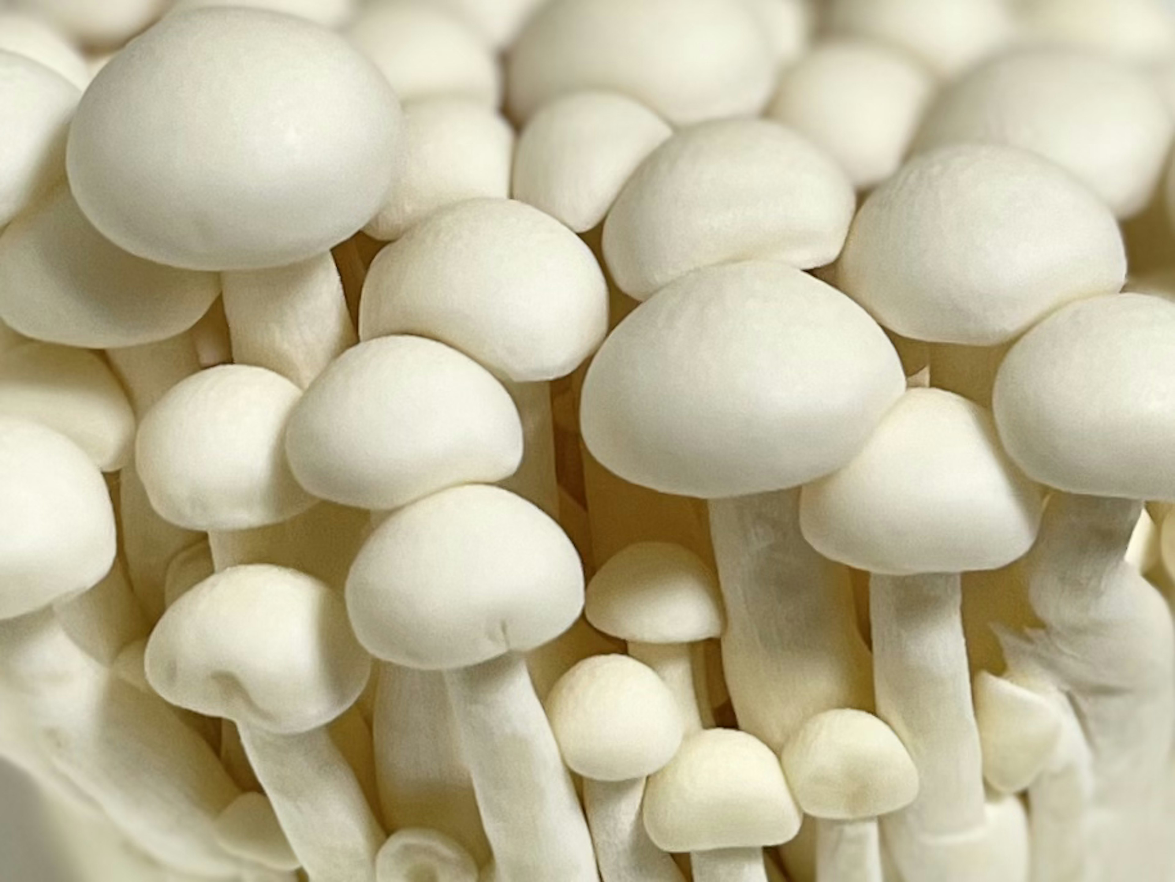 Close-up of white mushrooms featuring multiple small caps and slender stems