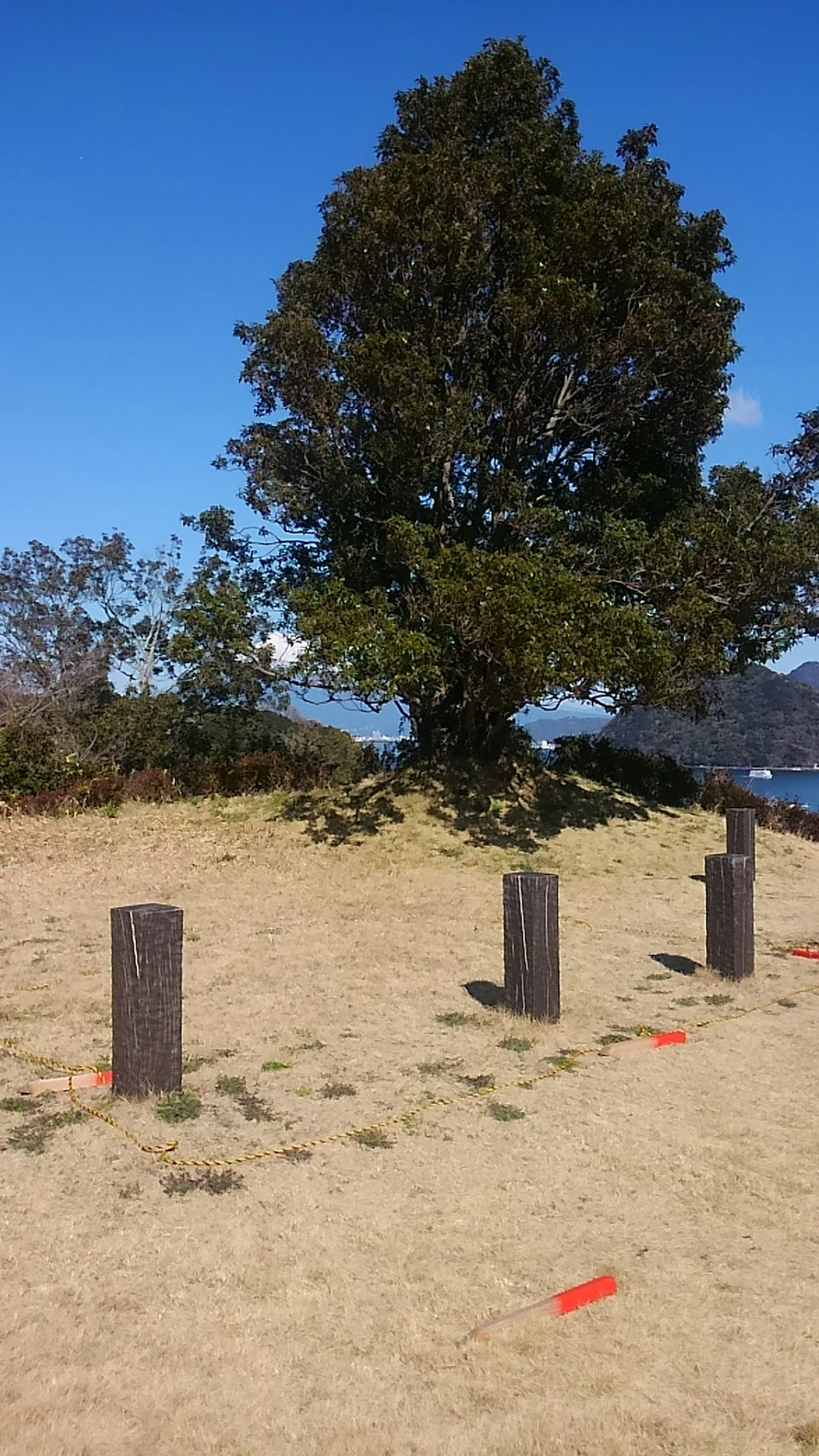 Un grande albero sotto un cielo blu con pali di legno disposti attorno